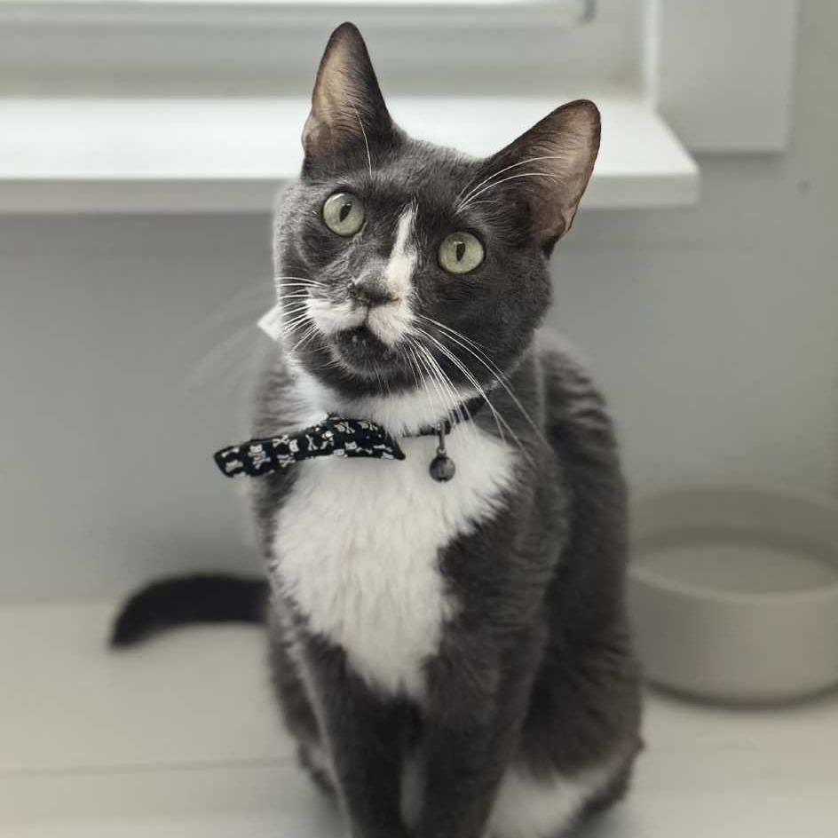 Enlarge Doc Brown C 3, a Adoptable Domestic Short Hair in Union, MO image 6/6