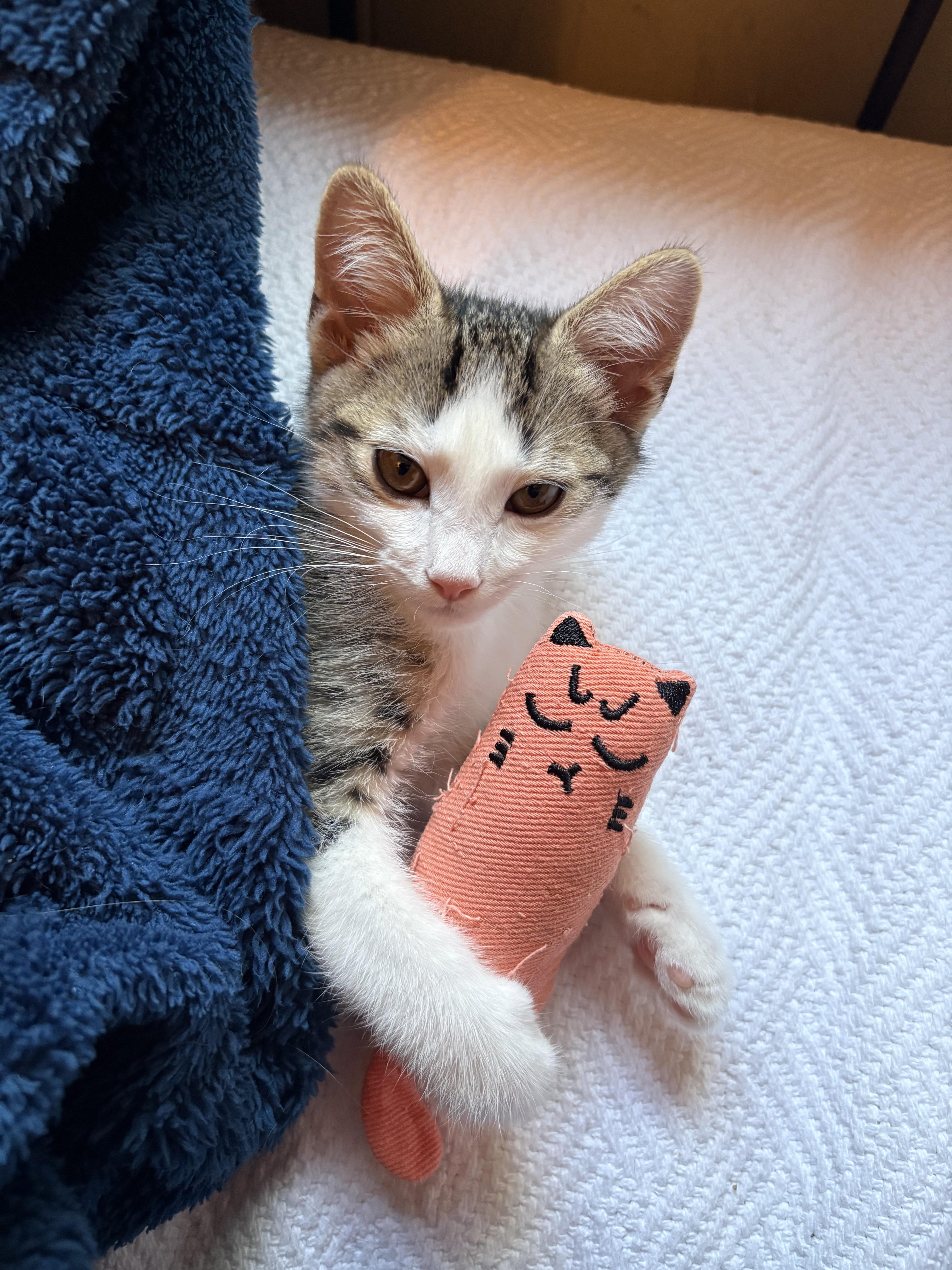 Enlarge Goode, a Adoptable Domestic Short Hair in Irvine, CA image 4/6