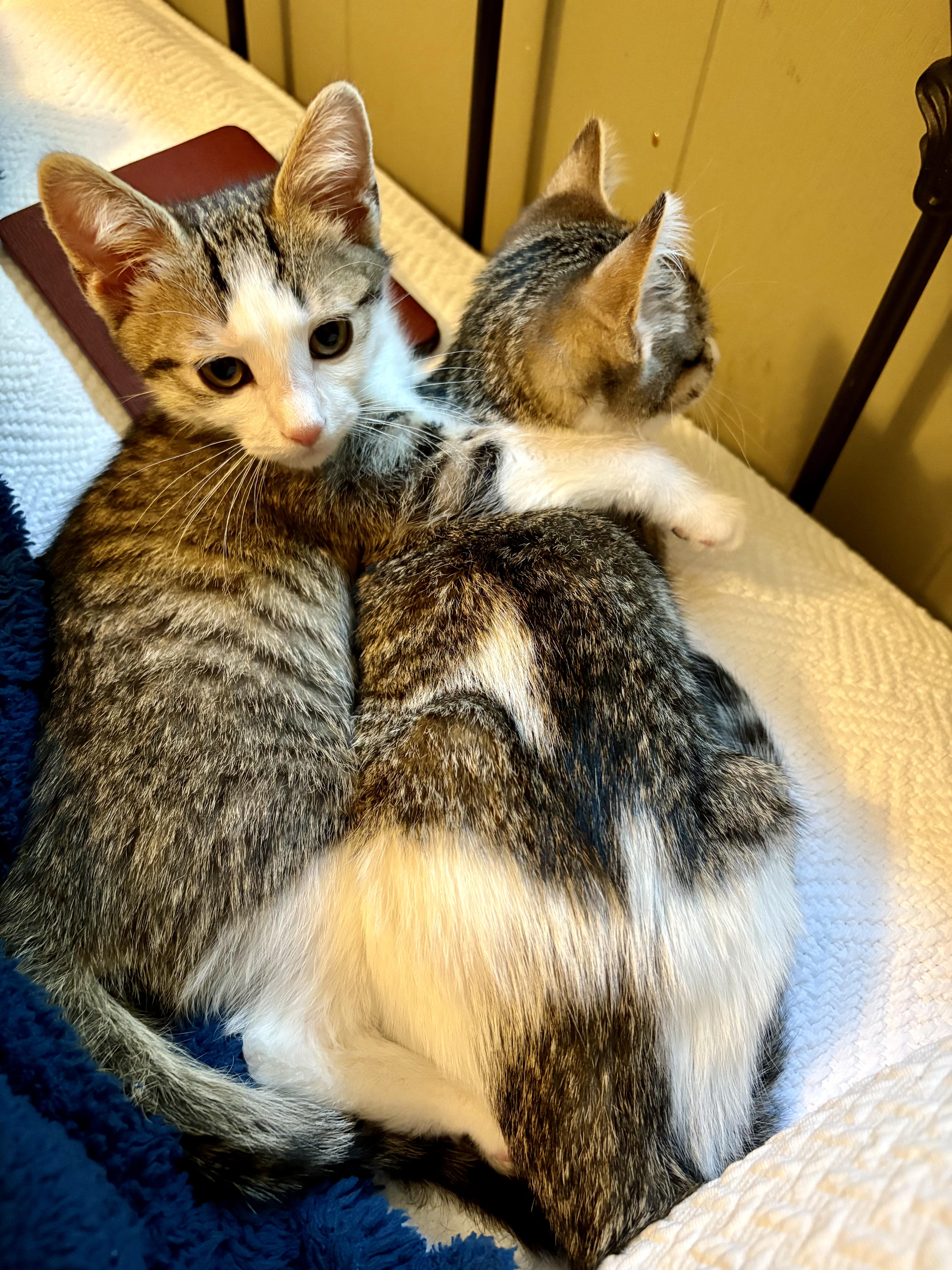 Enlarge Goode, a Adoptable Domestic Short Hair in Irvine, CA image 5/6