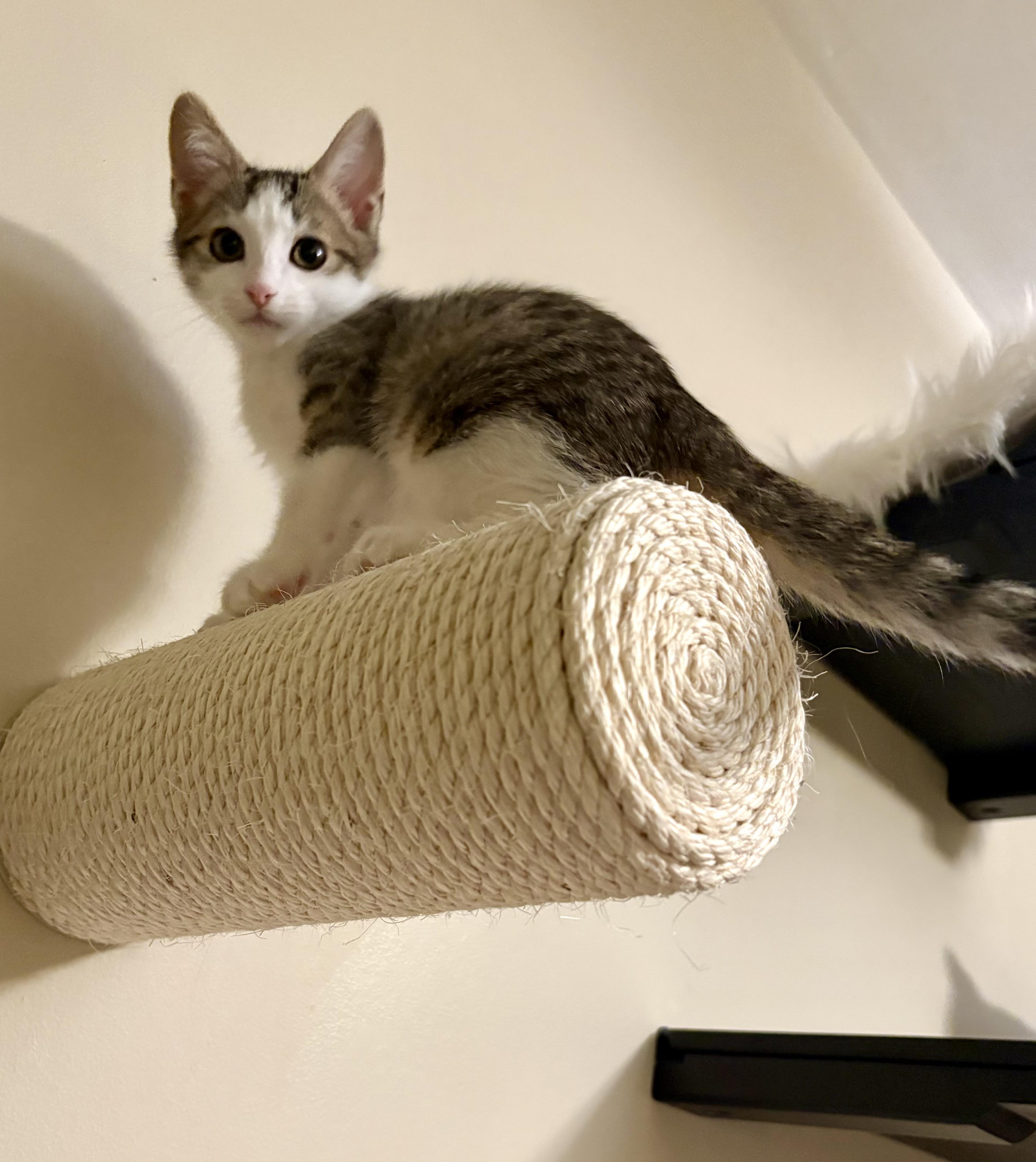 Enlarge Goode, a Adoptable Domestic Short Hair in Irvine, CA image 6/6
