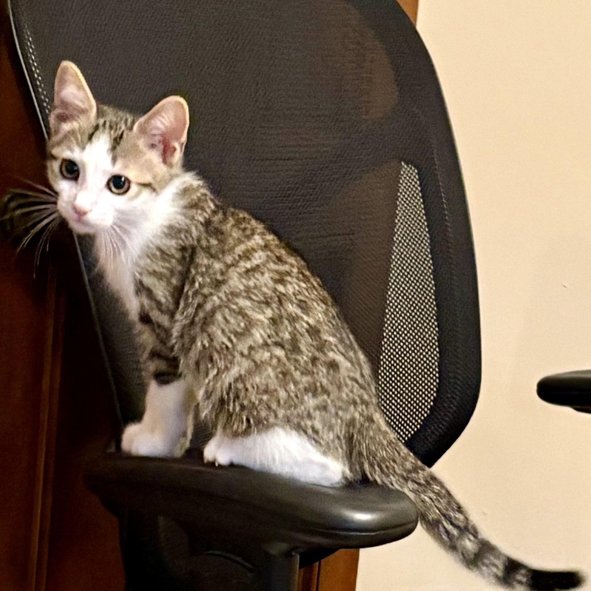 Enlarge Goode, a Adoptable Domestic Short Hair in Irvine, CA image 3/6
