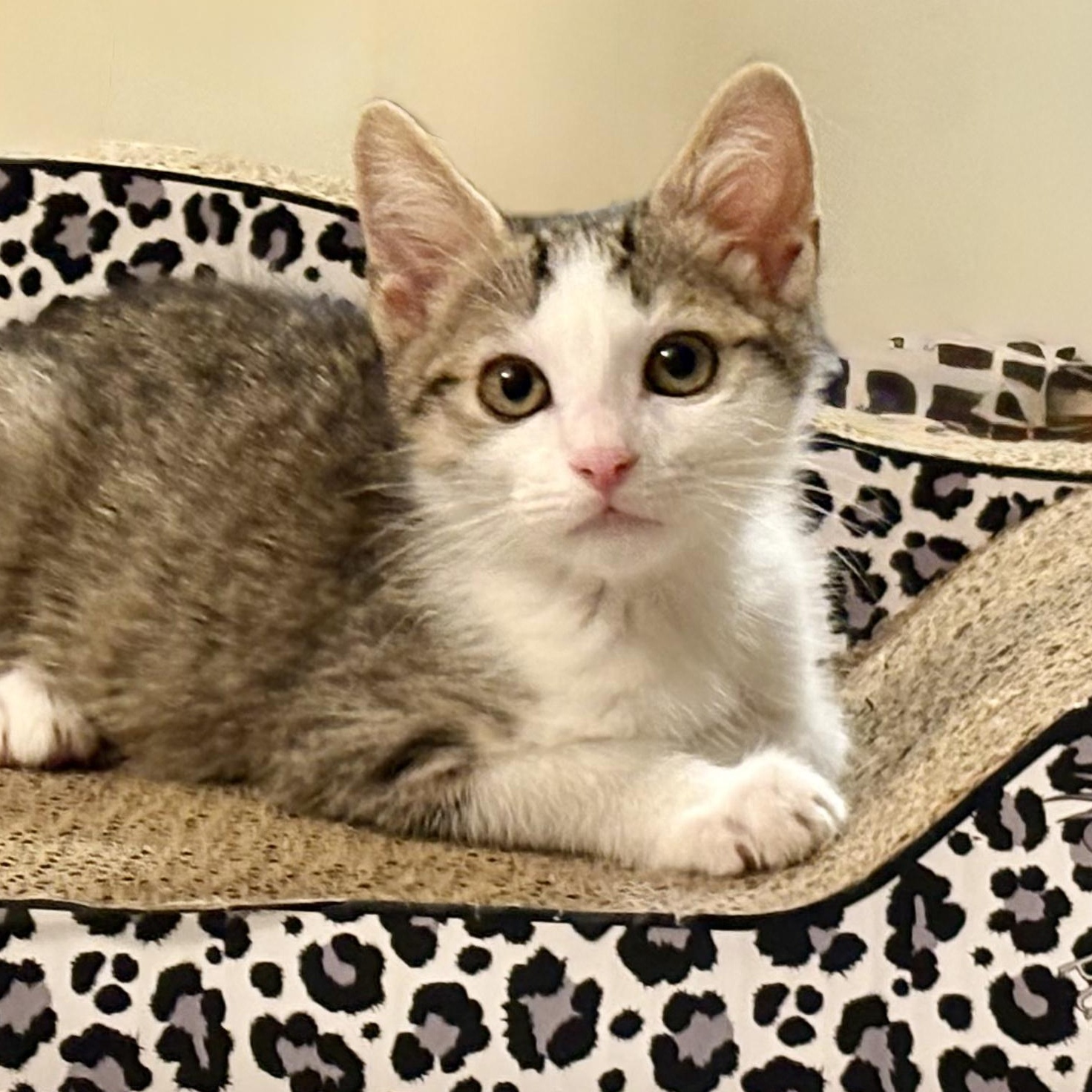 Goode, Adoptable, Kitten Male Domestic Short Hair.