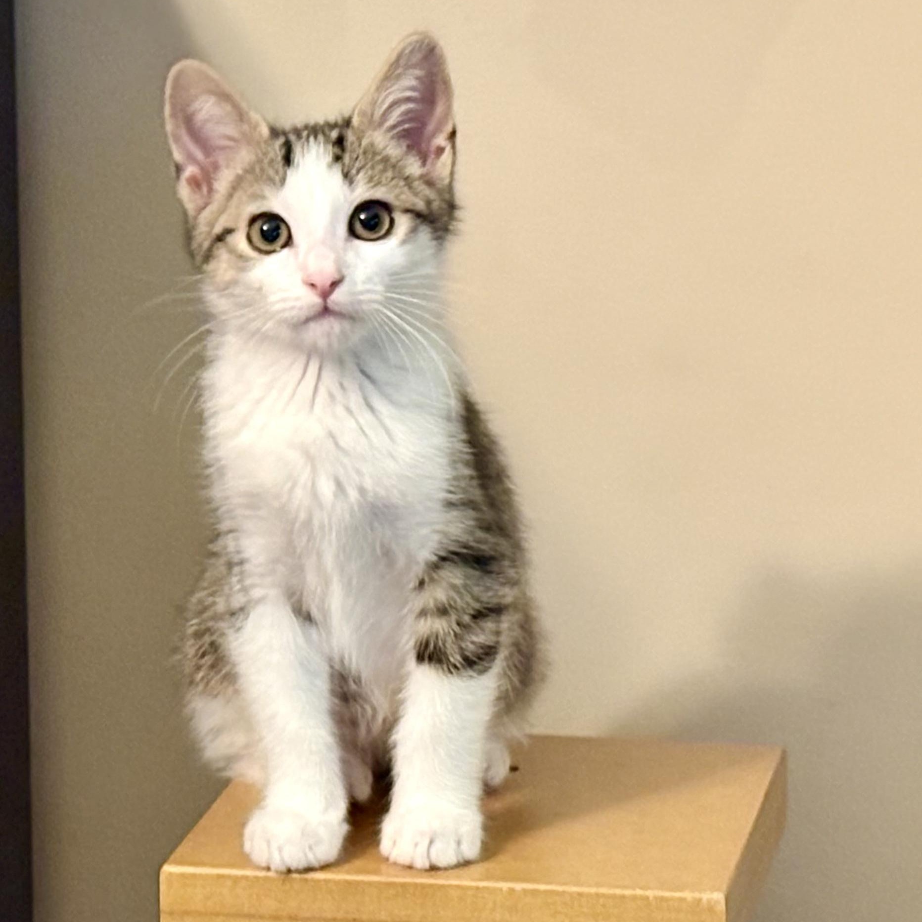 Enlarge Goode, a Adoptable Domestic Short Hair in Irvine, CA image 2/6