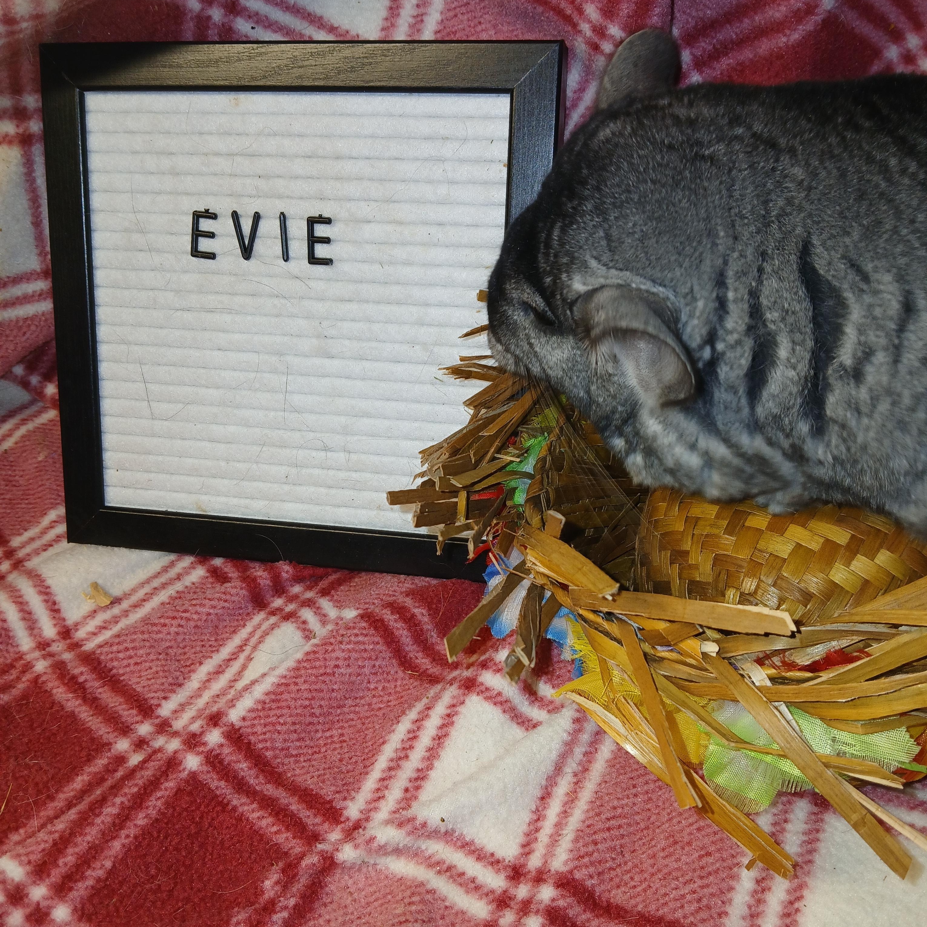 Evie, adopted, Adult Female Chinchilla.