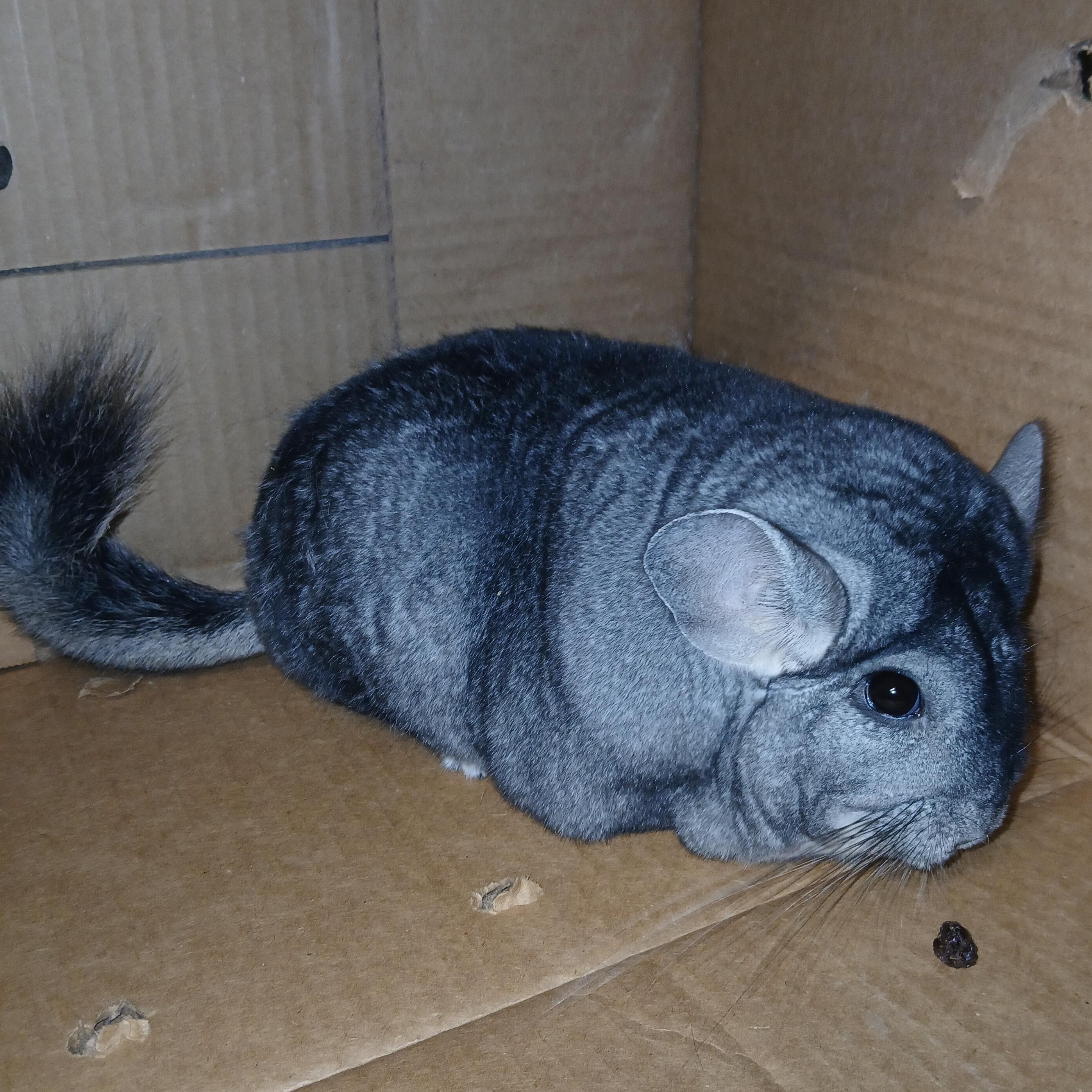 Enlarge Evie, an adopted Chinchilla in Dearborn, MO image 4/5