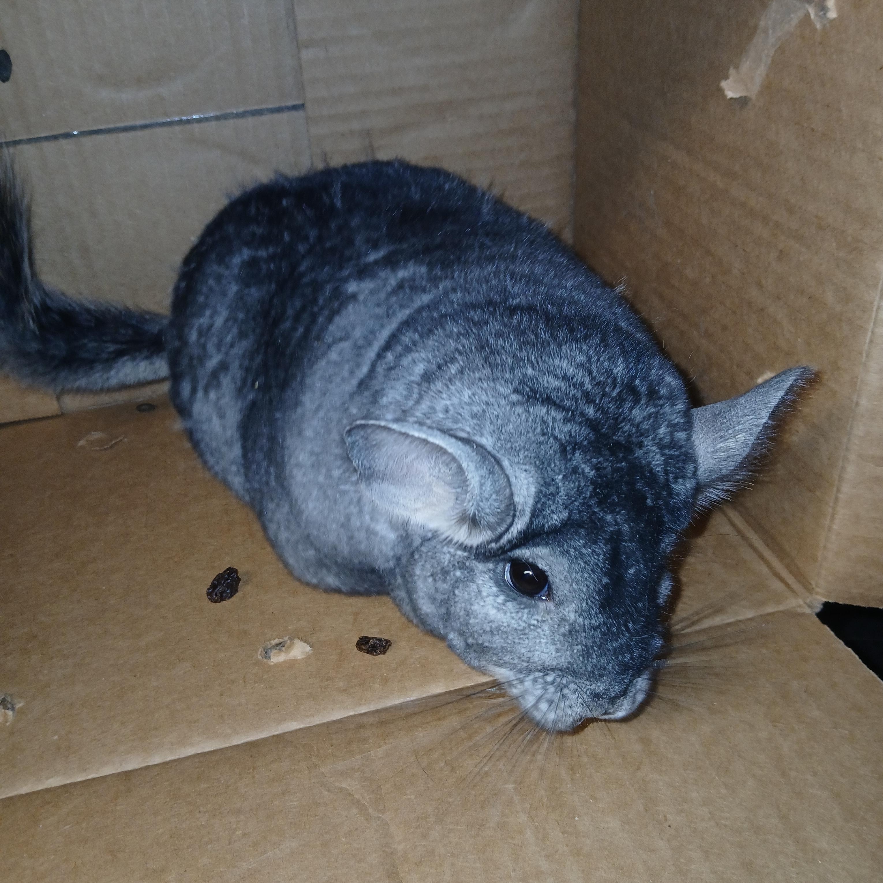 Enlarge Evie, an adopted Chinchilla in Dearborn, MO image 5/5