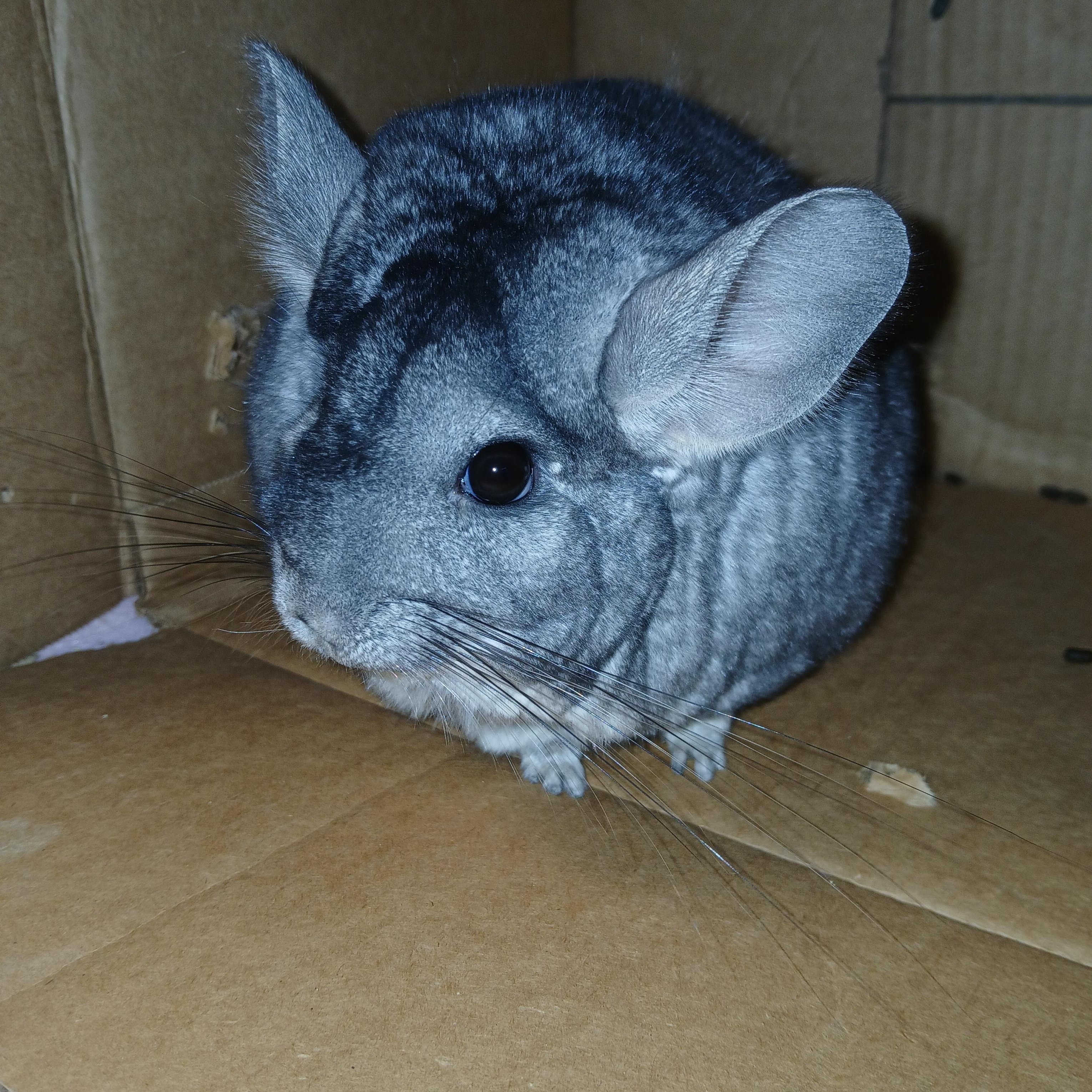 Enlarge Evie, an adopted Chinchilla in Dearborn, MO image 3/5