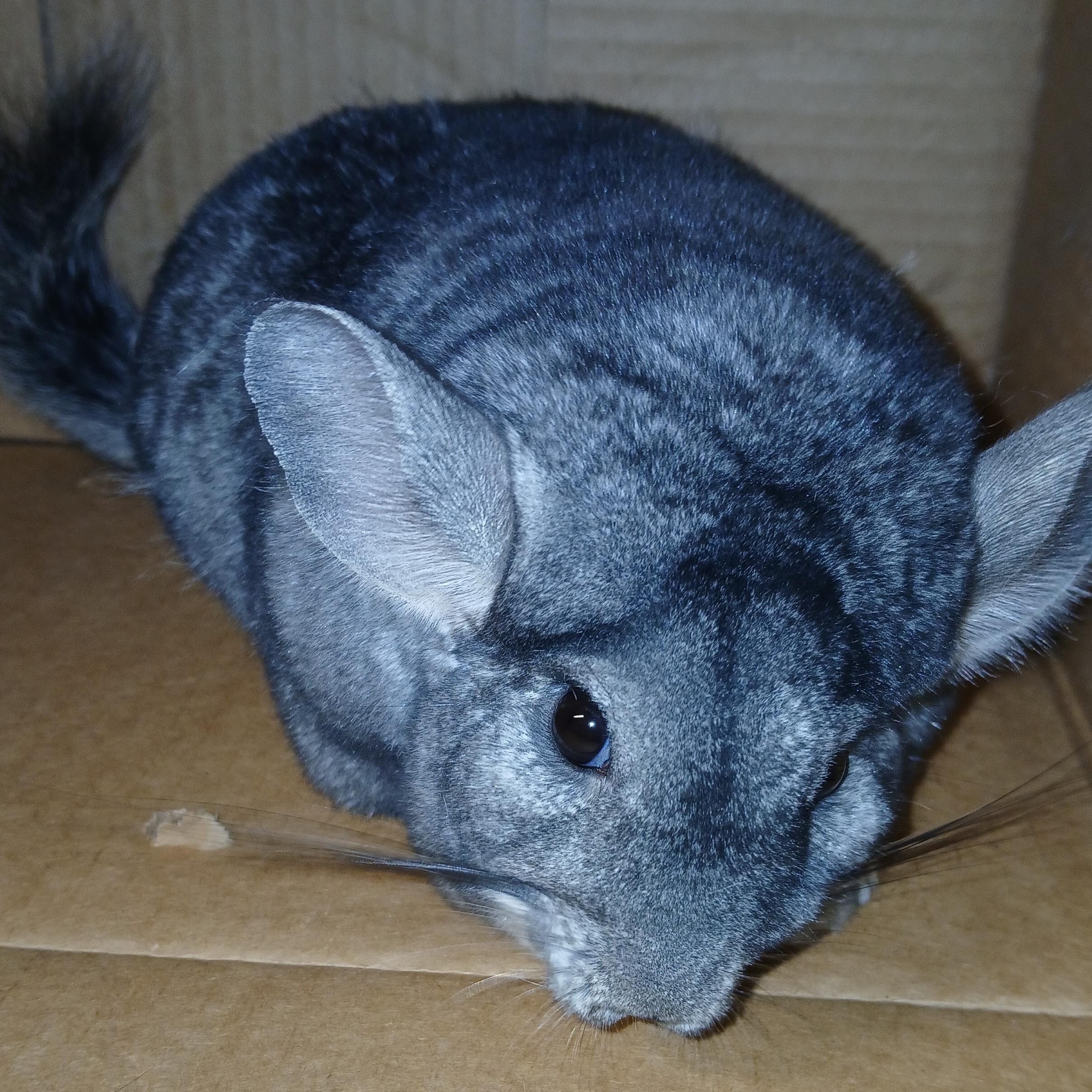 Enlarge Evie, an adopted Chinchilla in Dearborn, MO image 2/5