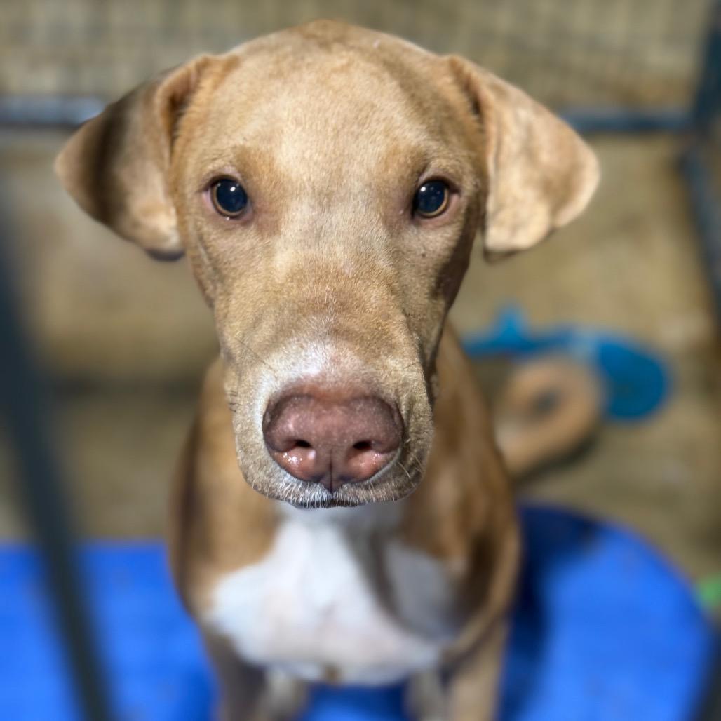 Stretch, Adoptable, Young Male Pharaoh Hound & Mixed Breed.