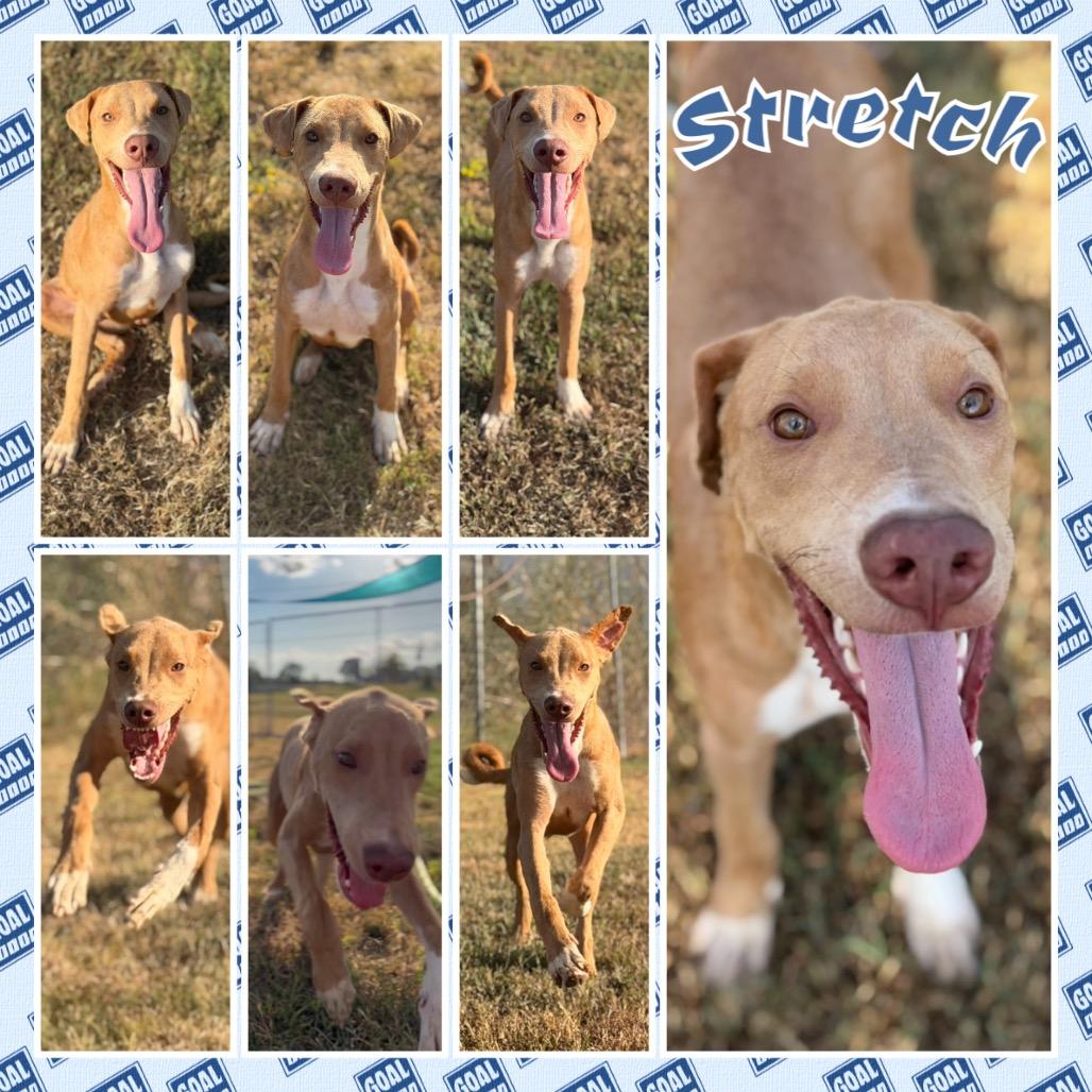 Enlarge Stretch, a Adoptable mixed breed in Fort Smith, AR image 2/2