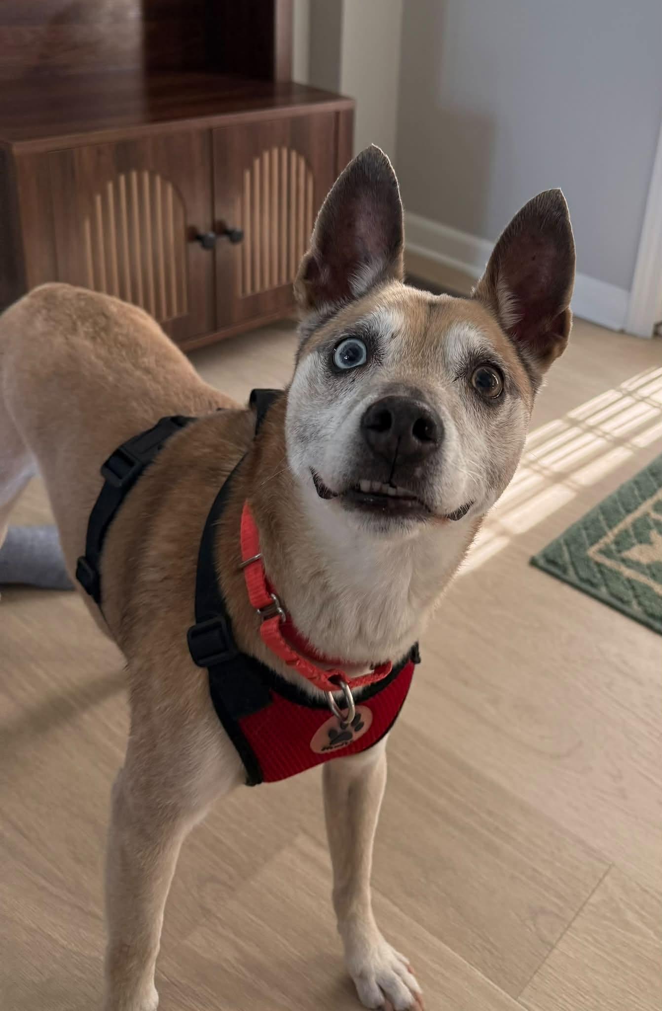 Charlie, ADOPTABLE, Senior Male Chihuahua & Terrier.