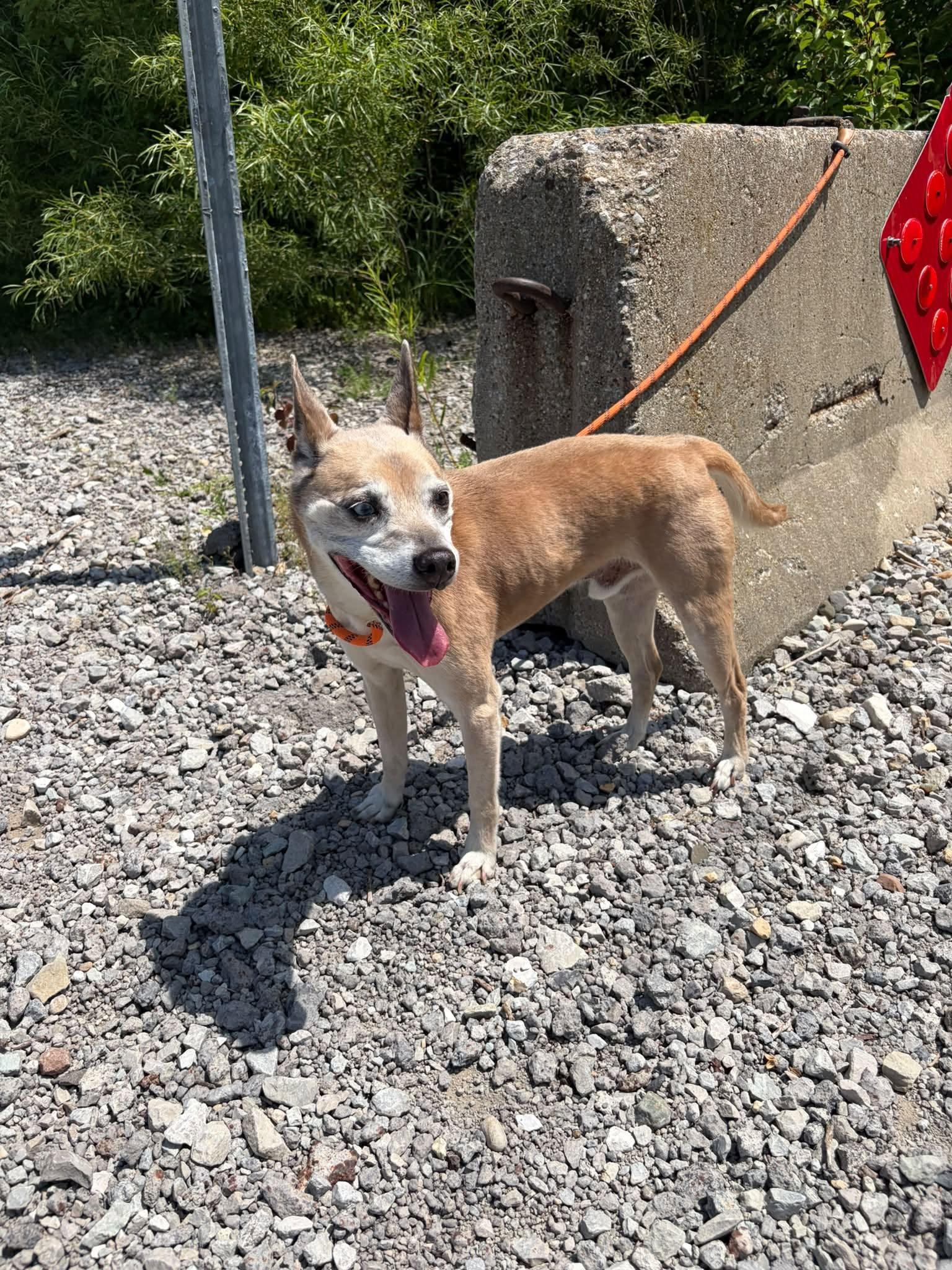 Enlarge Charlie, a ADOPTABLE mixed breed in Whitestown, IN image 2/2