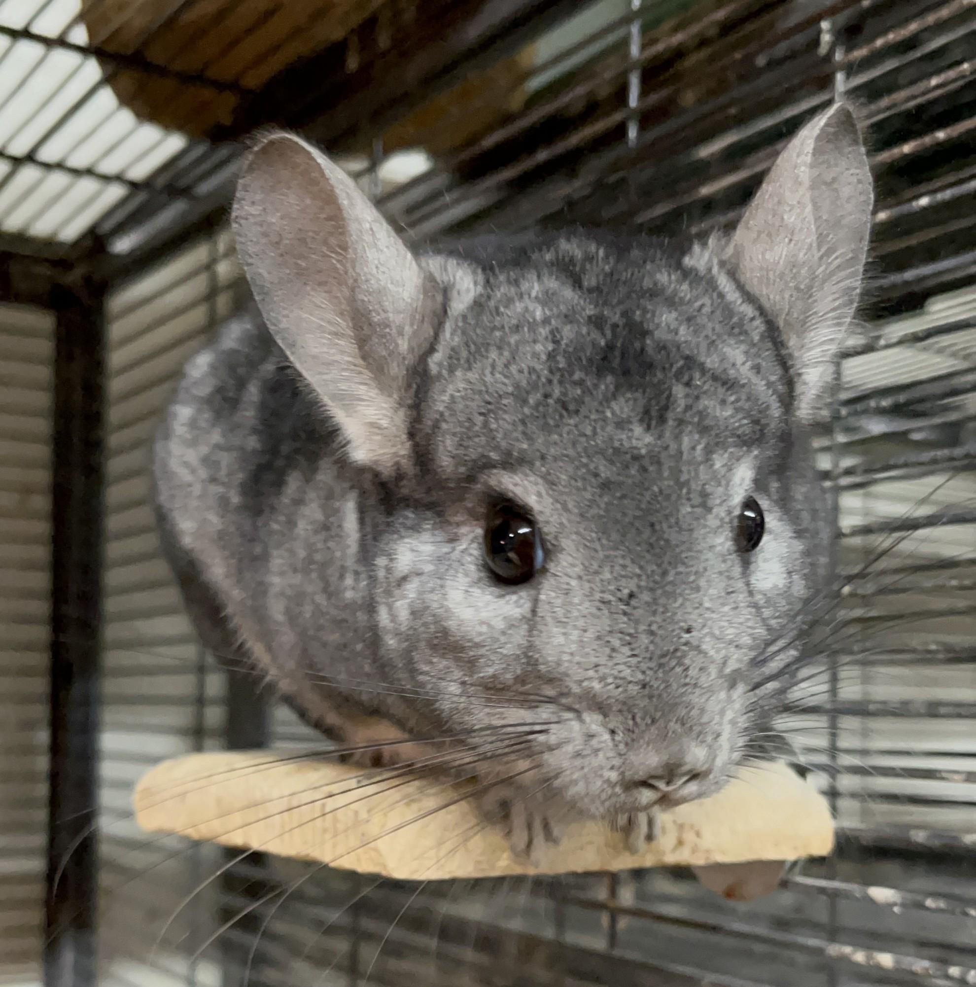 Little Buddy, Adoptable, Adult Male Chinchilla.