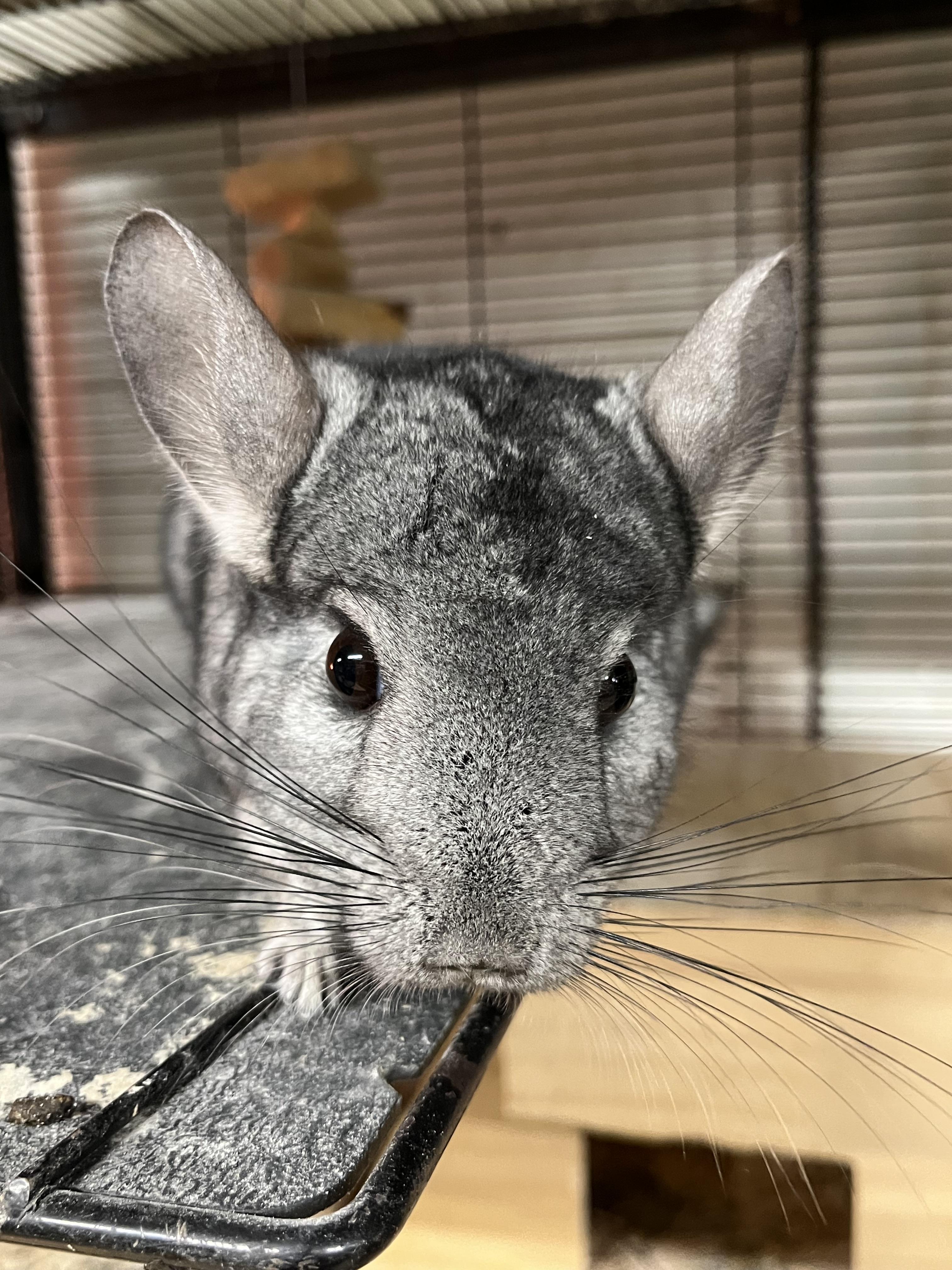 Little Buddy, a Adoptable Chinchilla in Wolcott, IN image 2/4