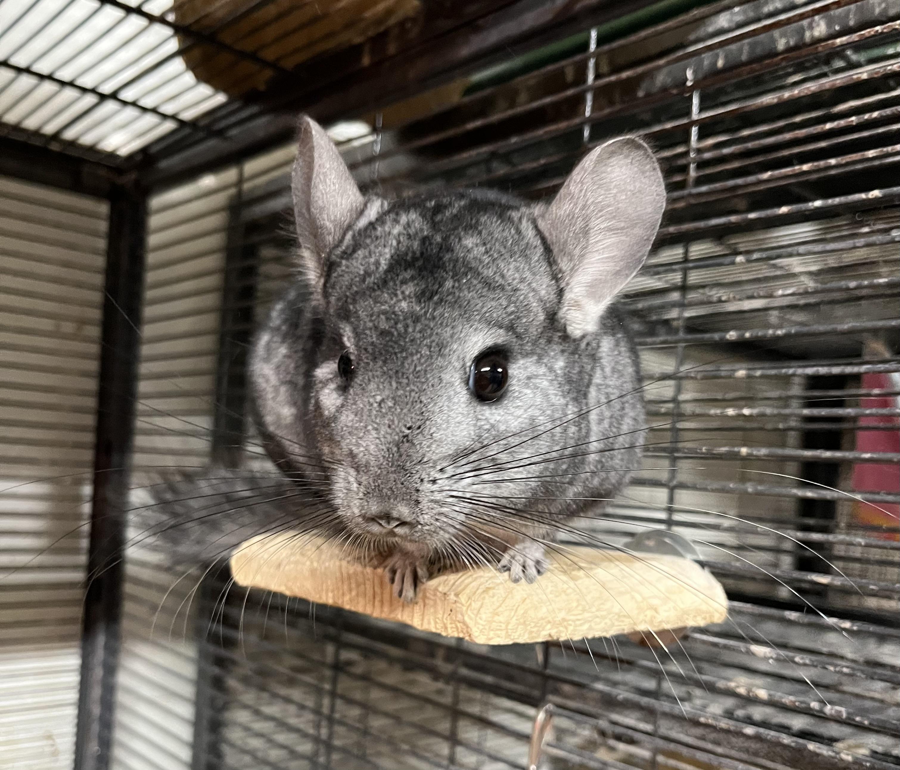 Little Buddy, a Adoptable Chinchilla in Wolcott, IN image 3/4