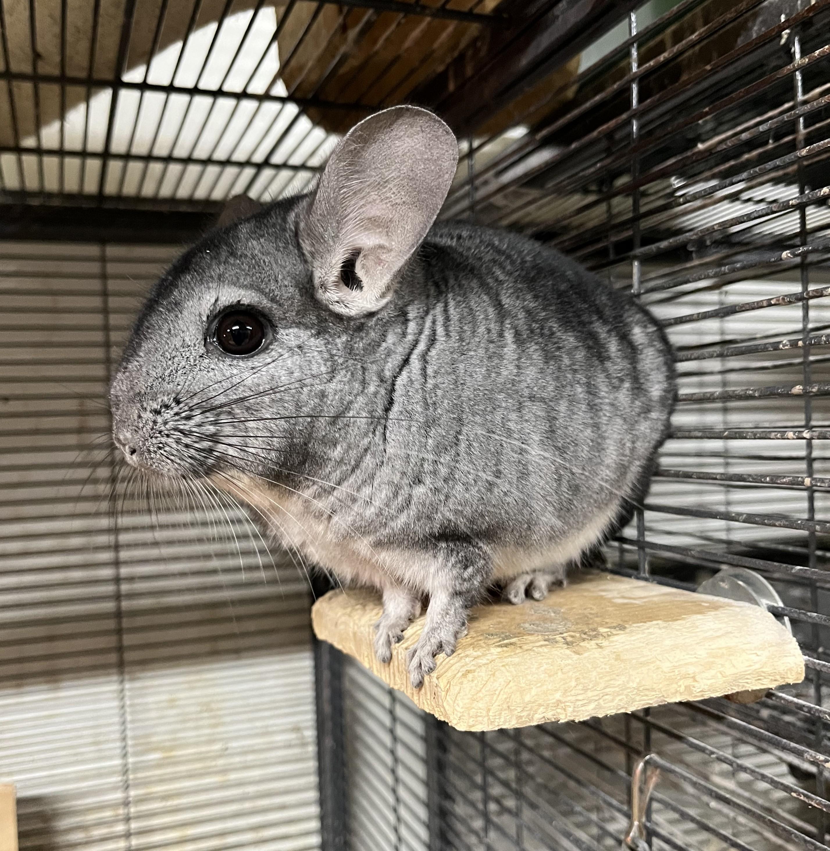 Little Buddy, a Adoptable Chinchilla in Wolcott, IN image 4/4