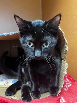 Enlarge Elvis Purrsley, a ADOPTABLE Domestic Short Hair in Boyne City, MI image 1/2