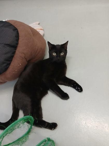 Enlarge Elvis Purrsley, a ADOPTABLE Domestic Short Hair in Boyne City, MI image 2/2