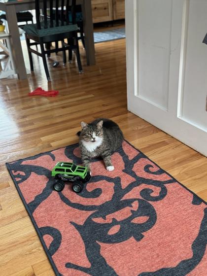 Charlie, Adoptable, Adult Male Domestic Medium Hair.