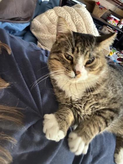 Charlie, an adoptable Domestic Medium Hair in Des Moines, IA, 50317 | Photo Image 1