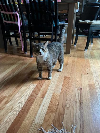 Charlie, an adoptable Domestic Medium Hair in Des Moines, IA, 50317 | Photo Image 3