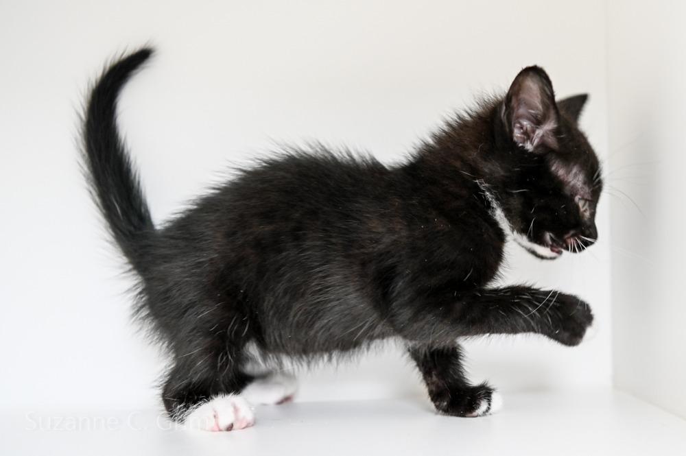 July, Adoptable, Kitten Male Domestic Short Hair.