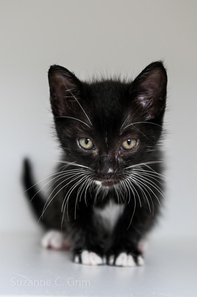 July, a Adoptable mixed breed in New Orleans, LA image 2/3