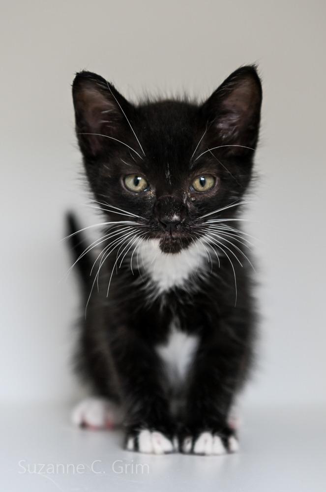 July, a Adoptable mixed breed in New Orleans, LA image 3/3