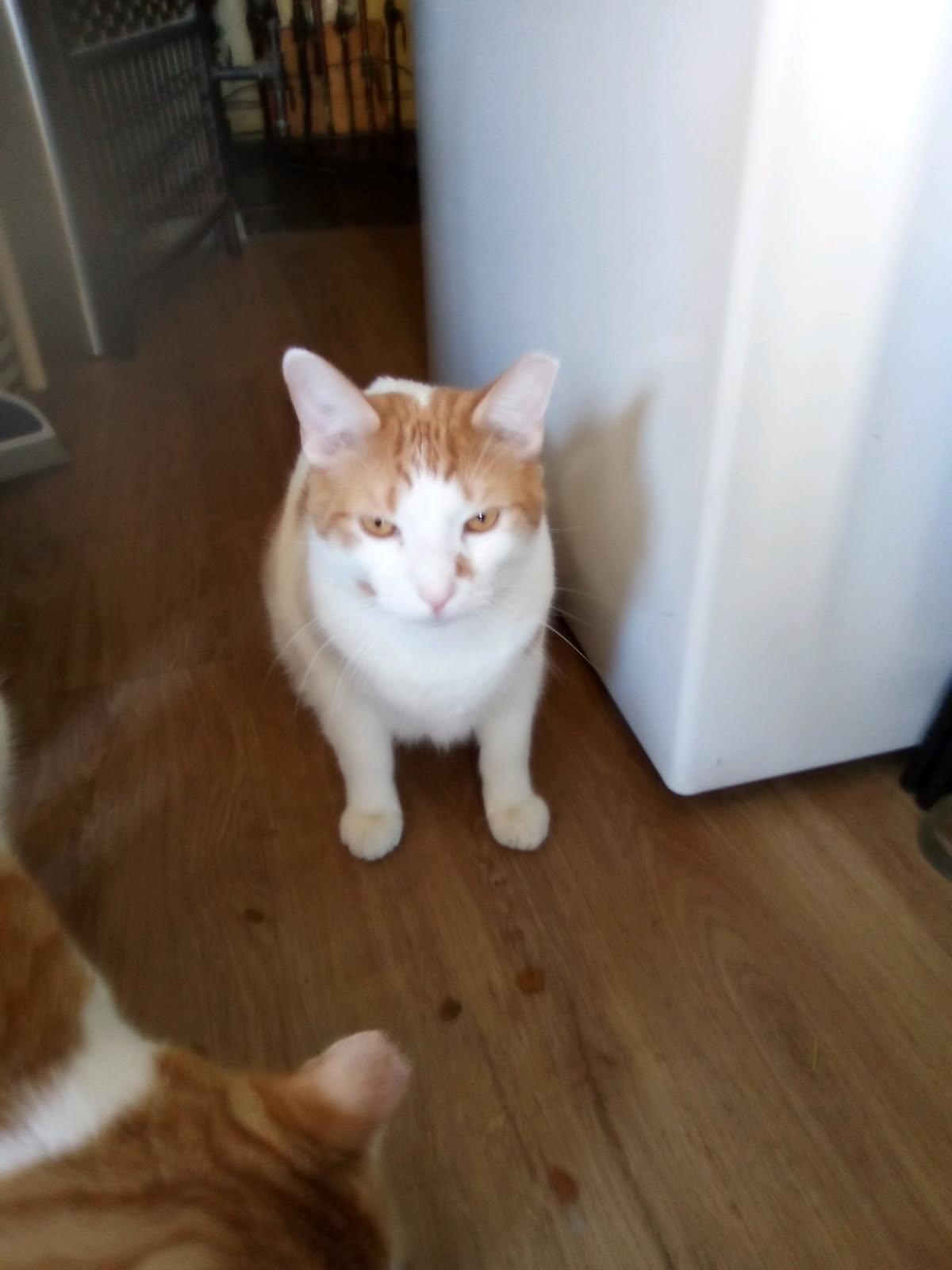 Enlarge Parker & Niles (Bonded Pair), a ADOPTABLE Domestic Short Hair in Cleveland, OH image 3/4