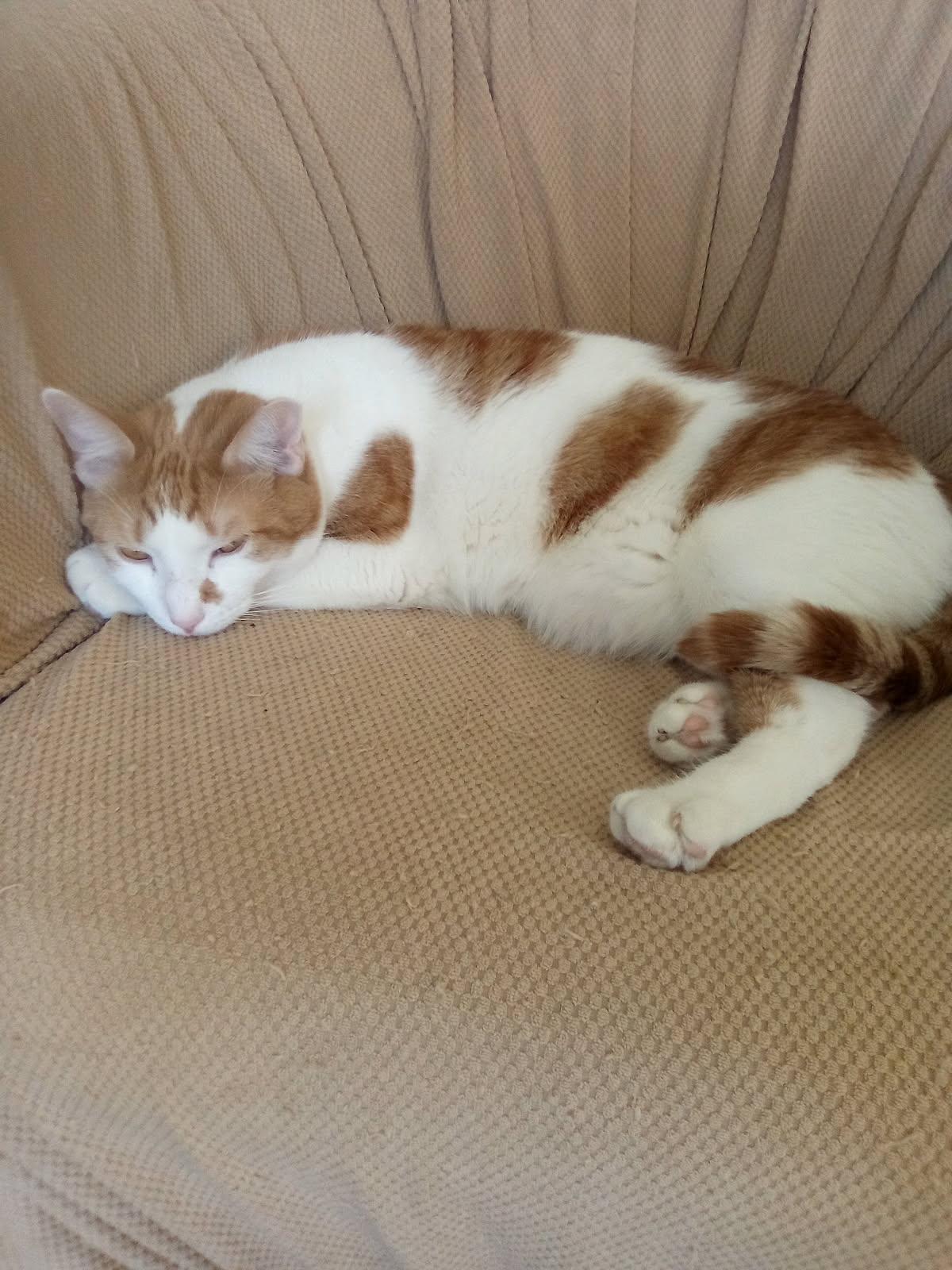 Enlarge Parker & Niles (Bonded Pair), a ADOPTABLE Domestic Short Hair in Cleveland, OH image 4/4