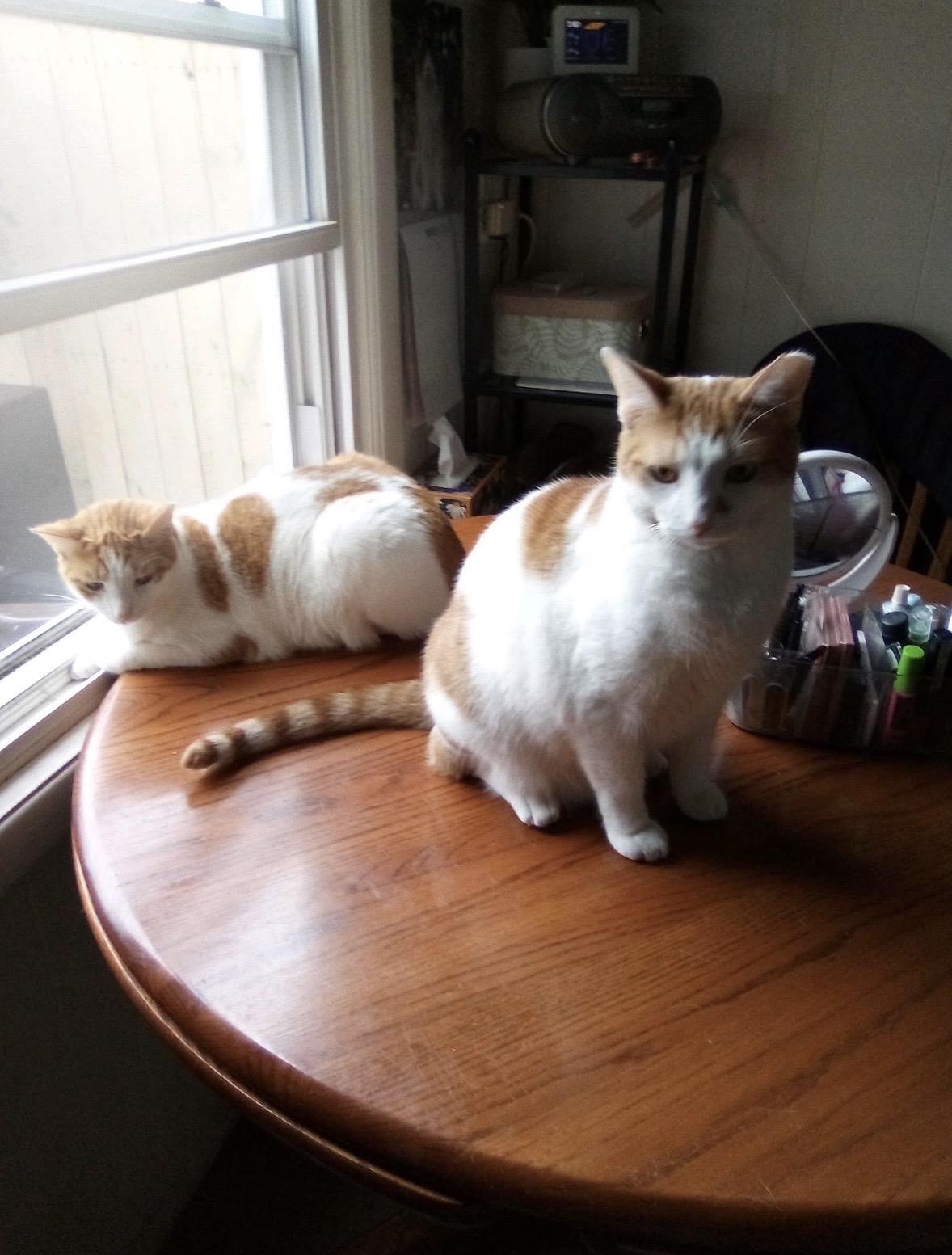 Enlarge Parker & Niles (Bonded Pair), a ADOPTABLE Domestic Short Hair in Cleveland, OH image 1/4
