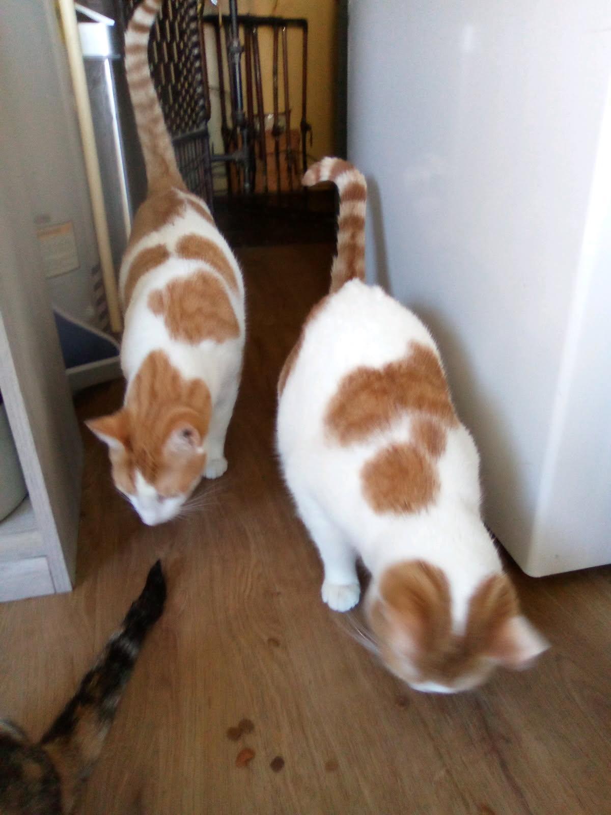 Enlarge Parker & Niles (Bonded Pair), a ADOPTABLE Domestic Short Hair in Cleveland, OH image 2/4