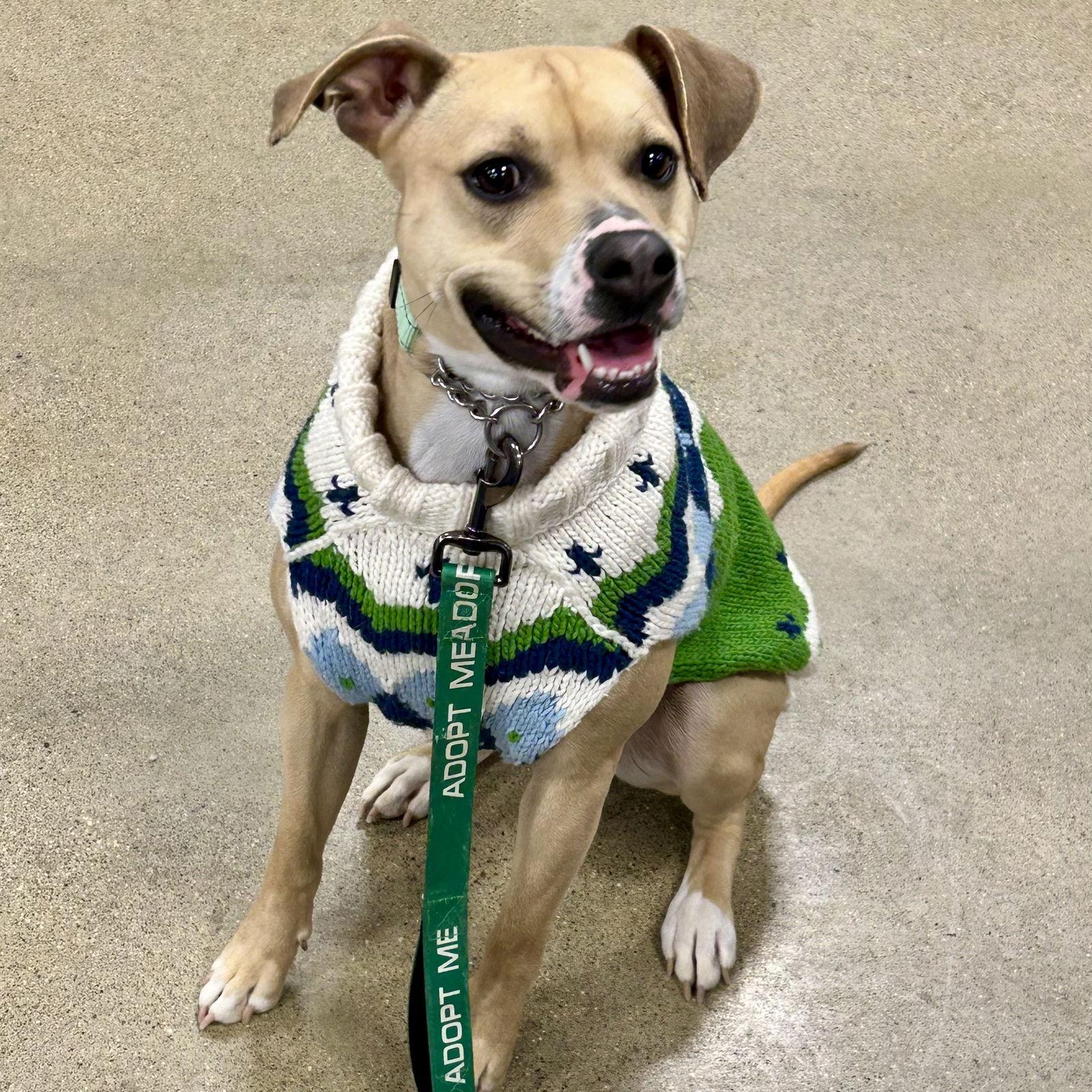 Enlarge Maybelle, a Adoptable mixed breed in Norwood, OH image 1/2