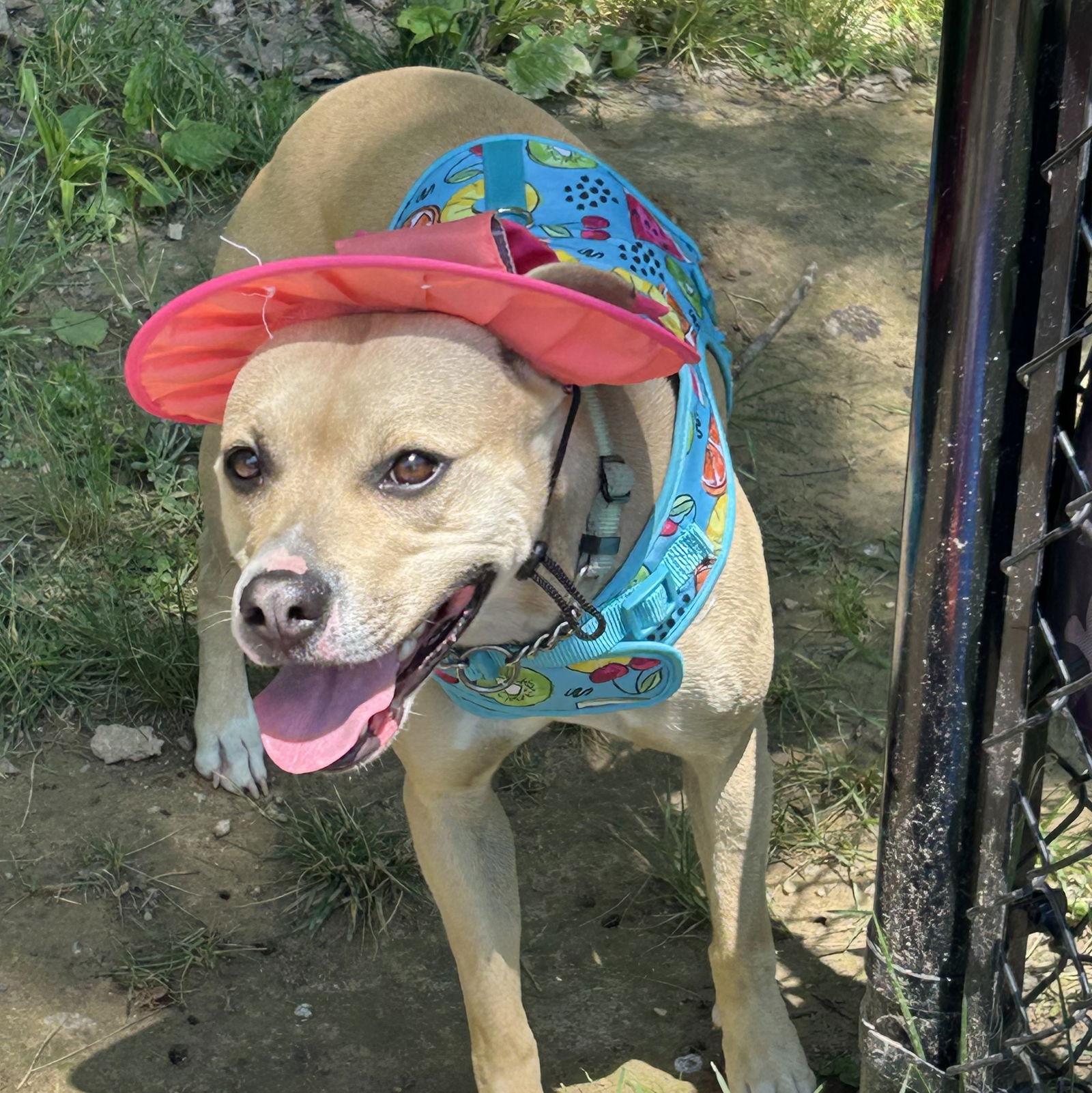 Enlarge Maybelle, a Adoptable mixed breed in Norwood, OH image 2/2