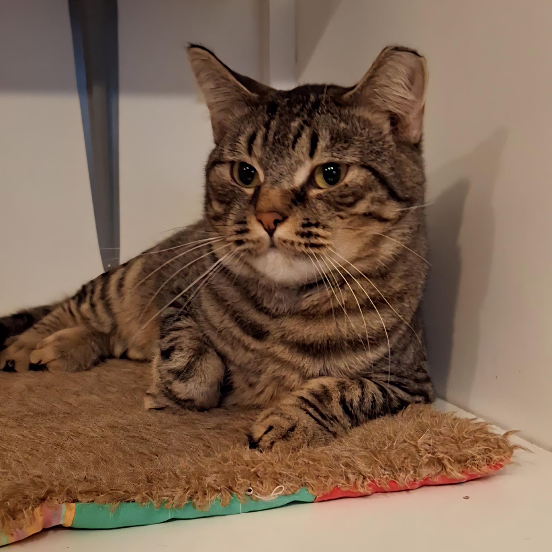 Enlarge Forest, an adopted Domestic Short Hair in Littleton, NH image 2/5