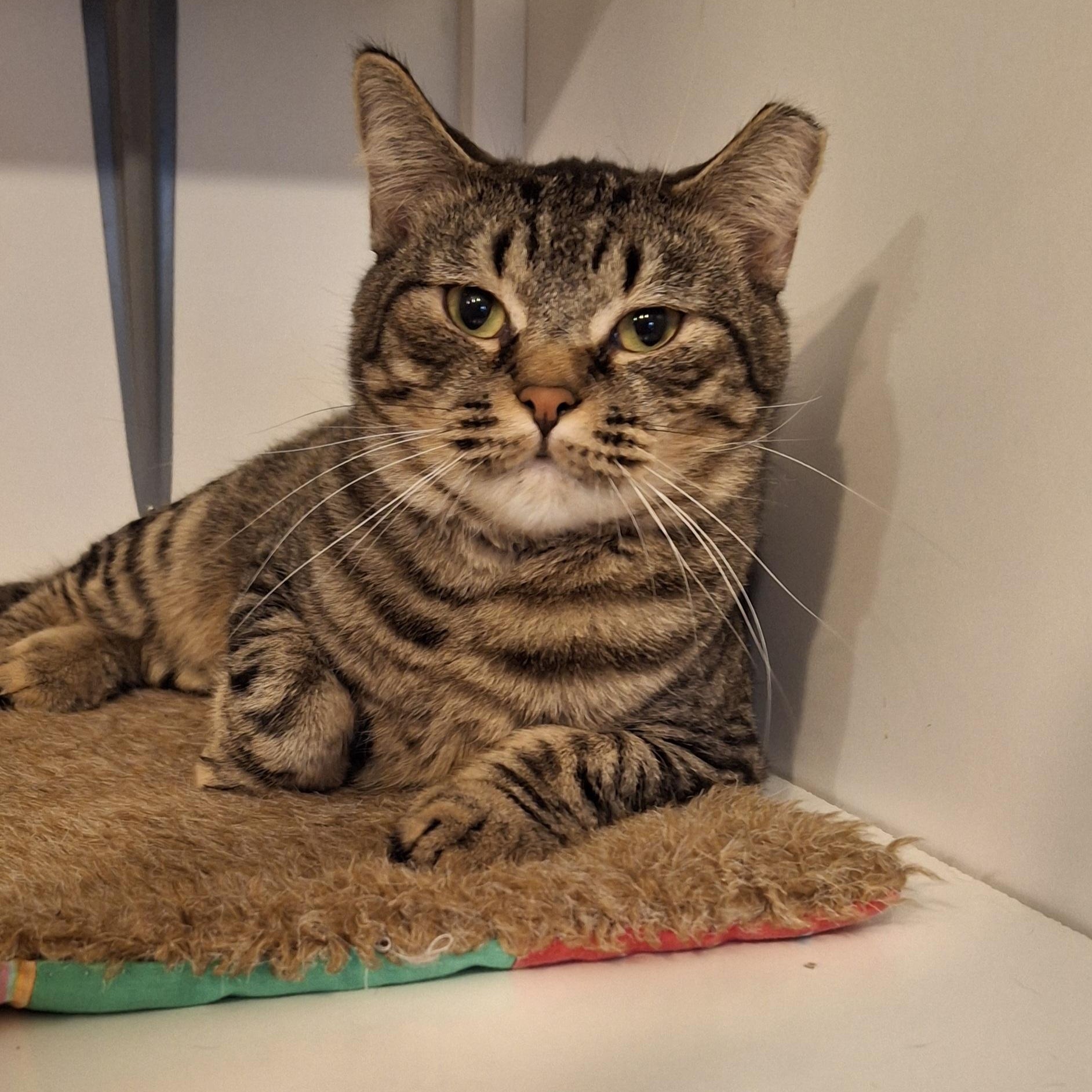 Enlarge Forest, an adopted Domestic Short Hair in Littleton, NH image 1/5