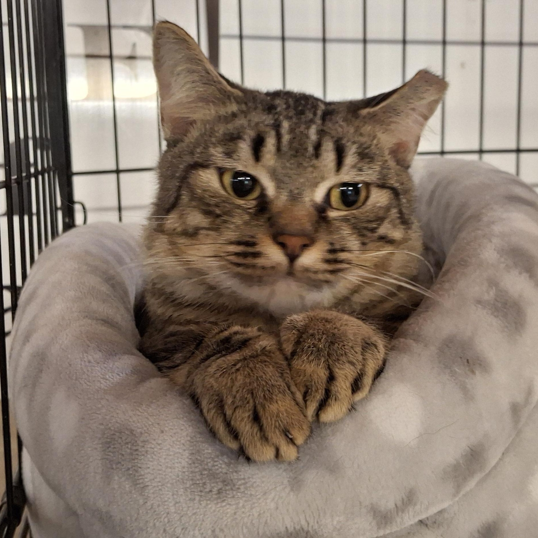 Enlarge Forest, an adopted Domestic Short Hair in Littleton, NH image 4/5