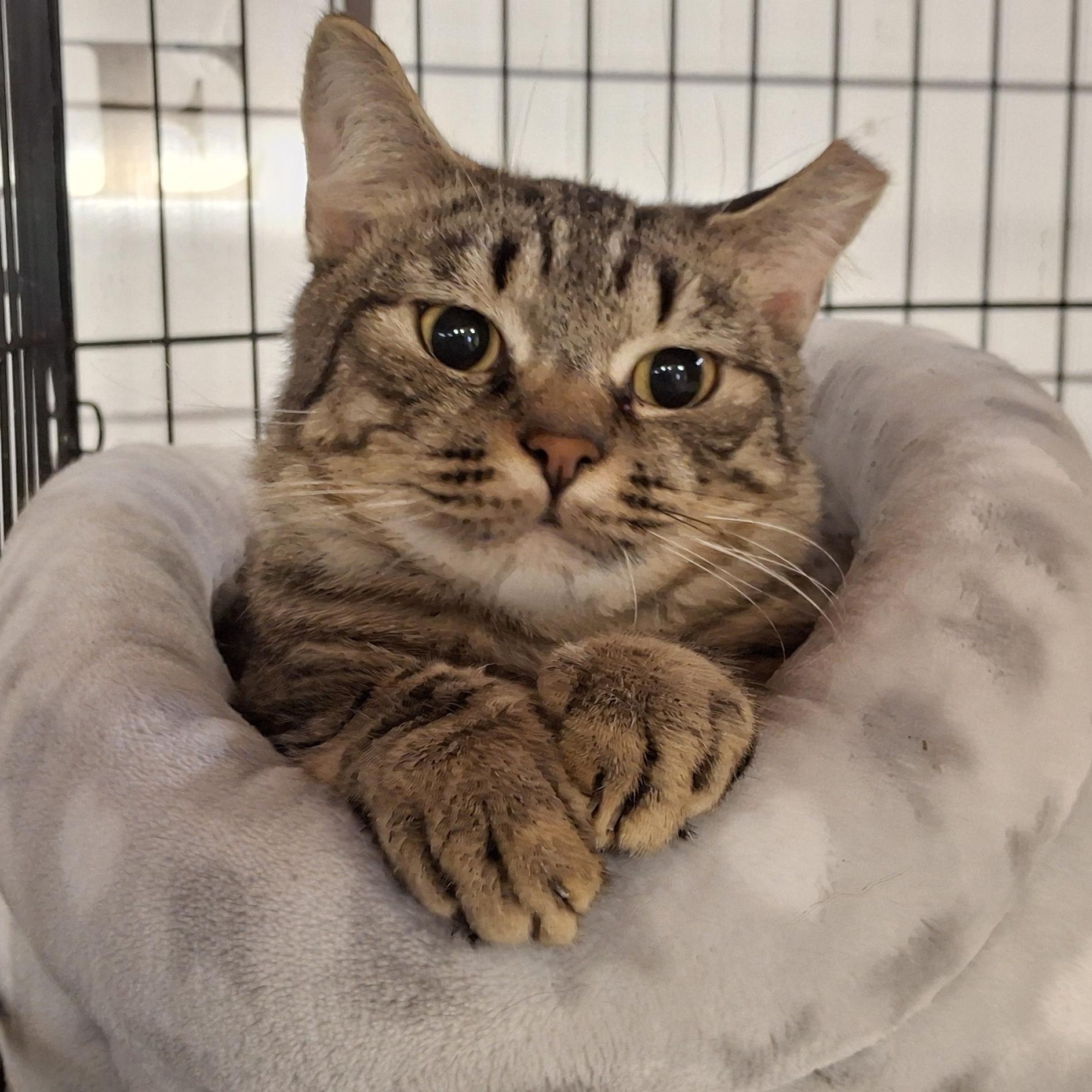 Enlarge Forest, an adopted Domestic Short Hair in Littleton, NH image 3/5