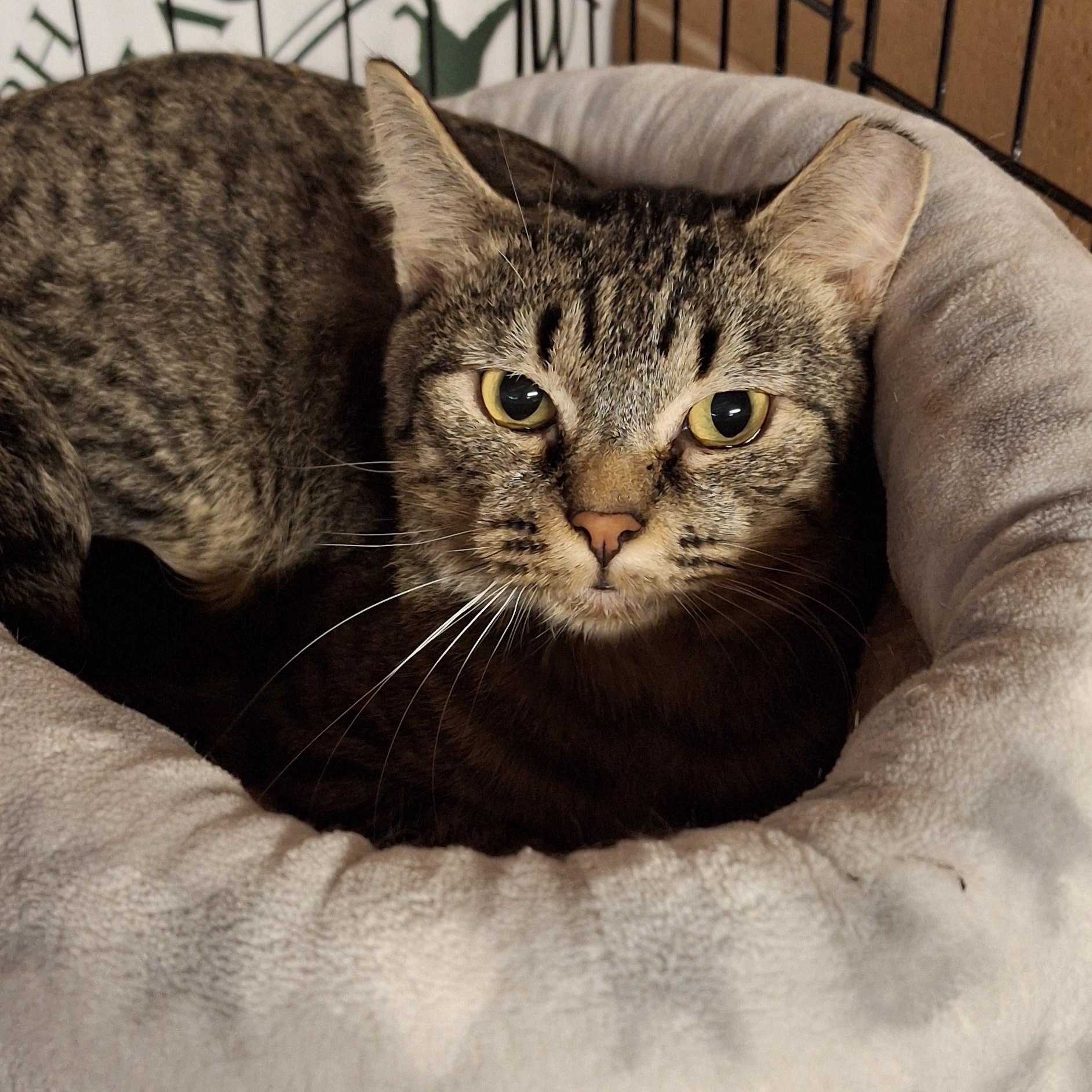 Enlarge Forest, an adopted Domestic Short Hair in Littleton, NH image 5/5