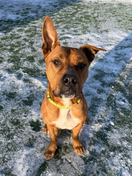 Enlarge Mickey, a ADOPTABLE Mixed Breed in Lewiston, ME image 5/6