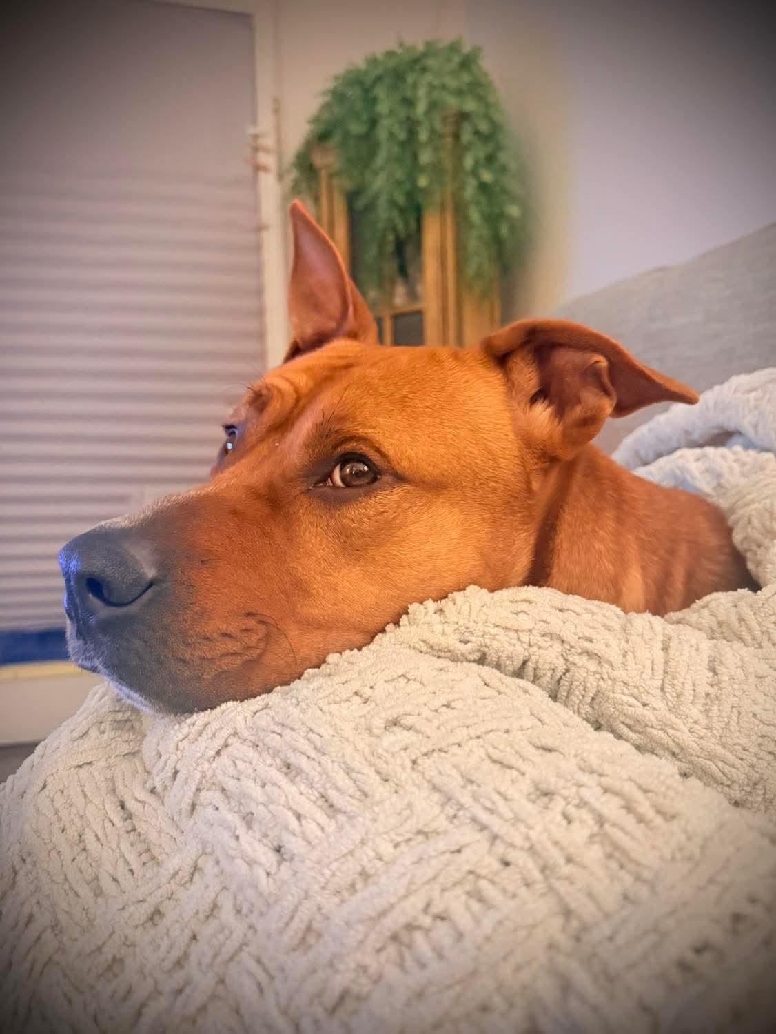 Enlarge Mickey, a ADOPTABLE Mixed Breed in Lewiston, ME image 4/6