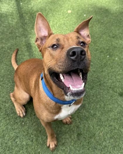 Mickey, a ADOPTABLE Mixed Breed in Lewiston, ME image 1/6