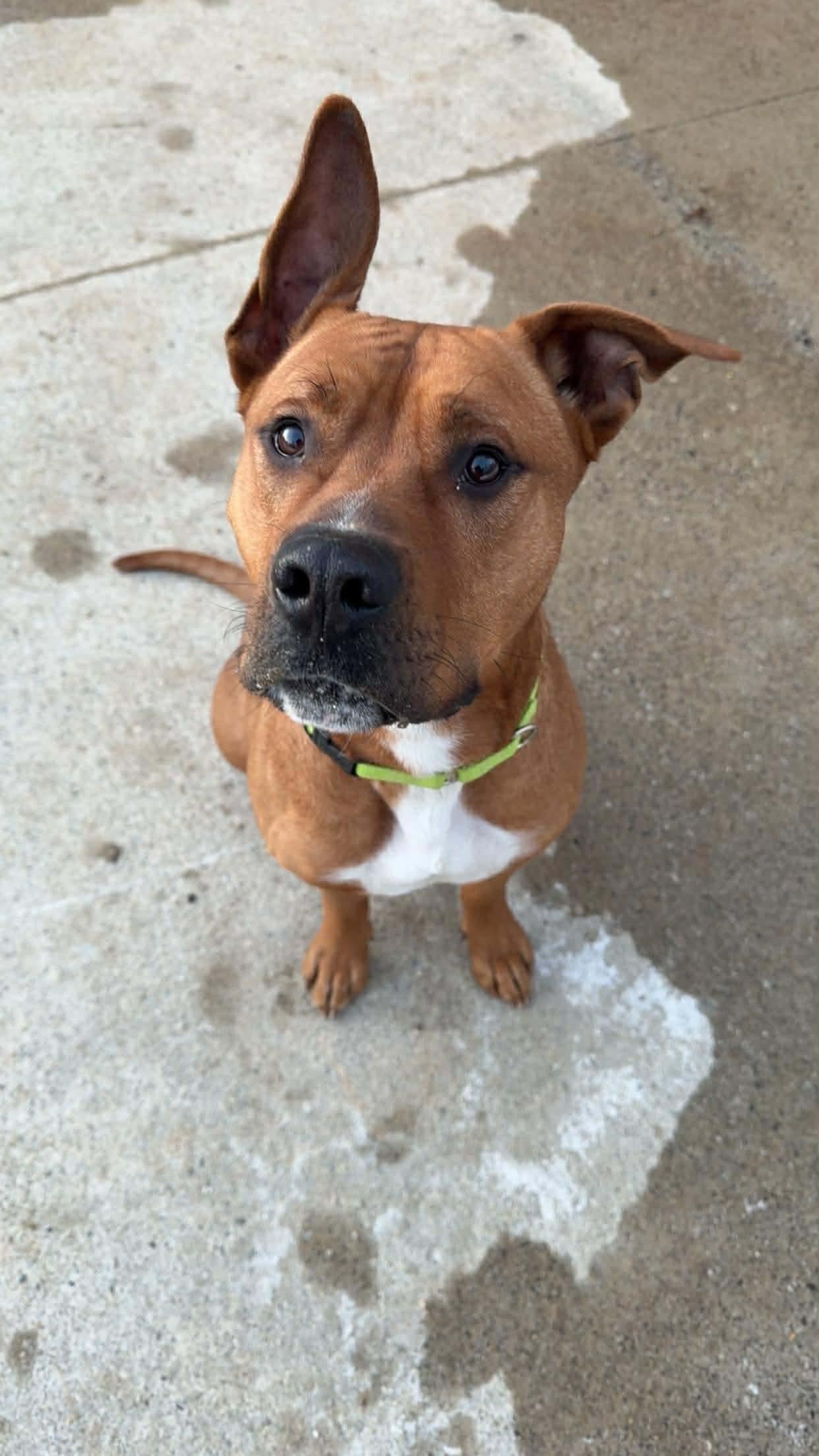 Enlarge Mickey, a ADOPTABLE Mixed Breed in Lewiston, ME image 2/6