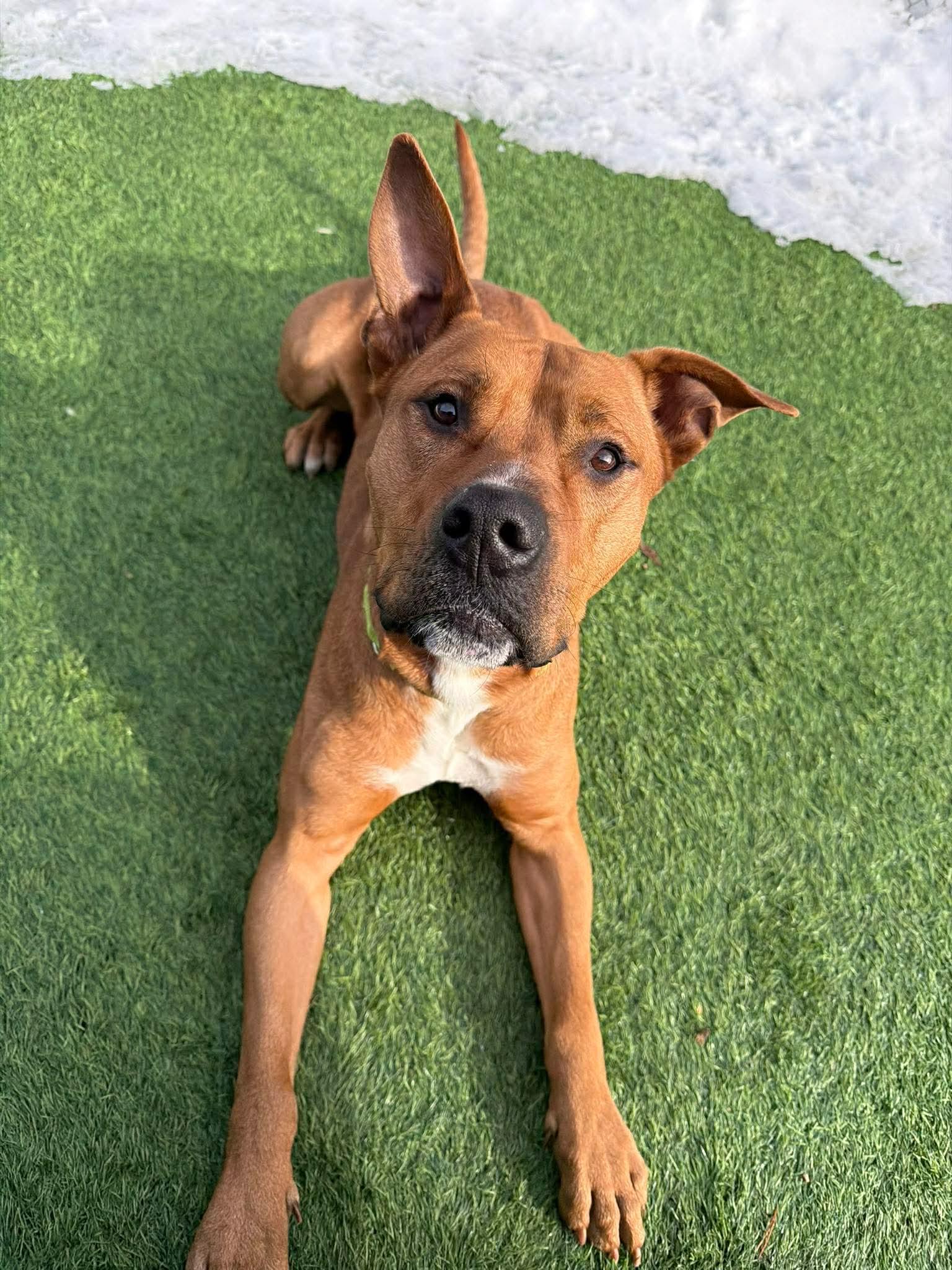 Enlarge Mickey, a ADOPTABLE Mixed Breed in Lewiston, ME image 3/6