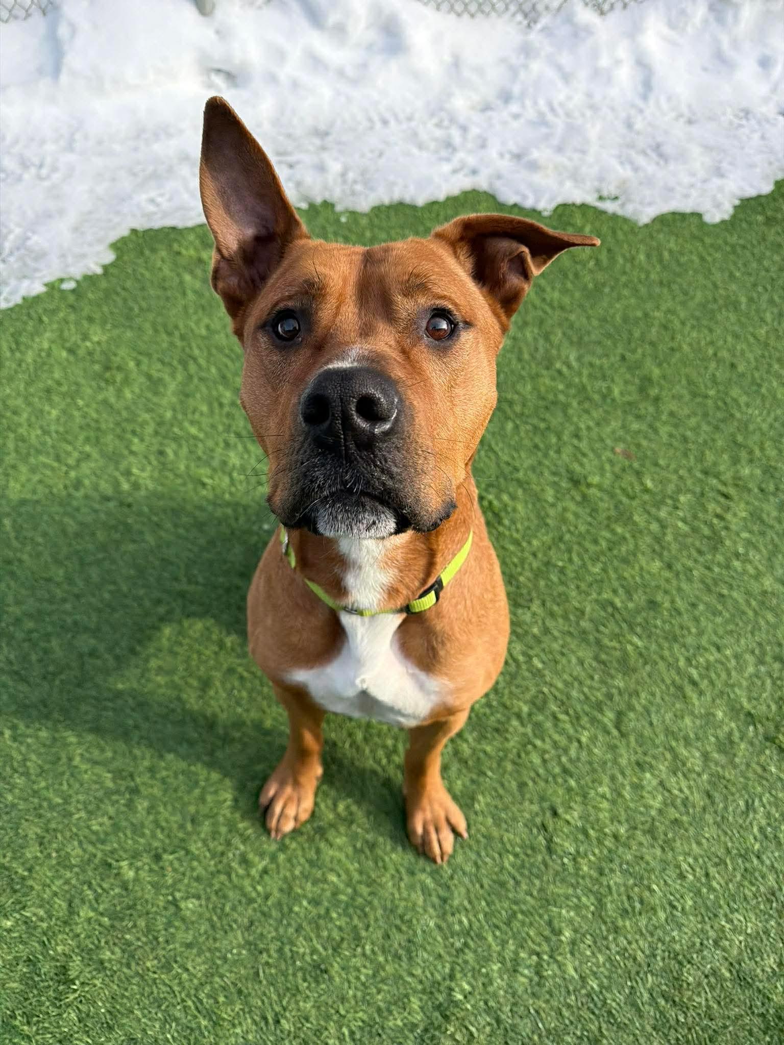 Enlarge Mickey, a ADOPTABLE Mixed Breed in Lewiston, ME image 1/6