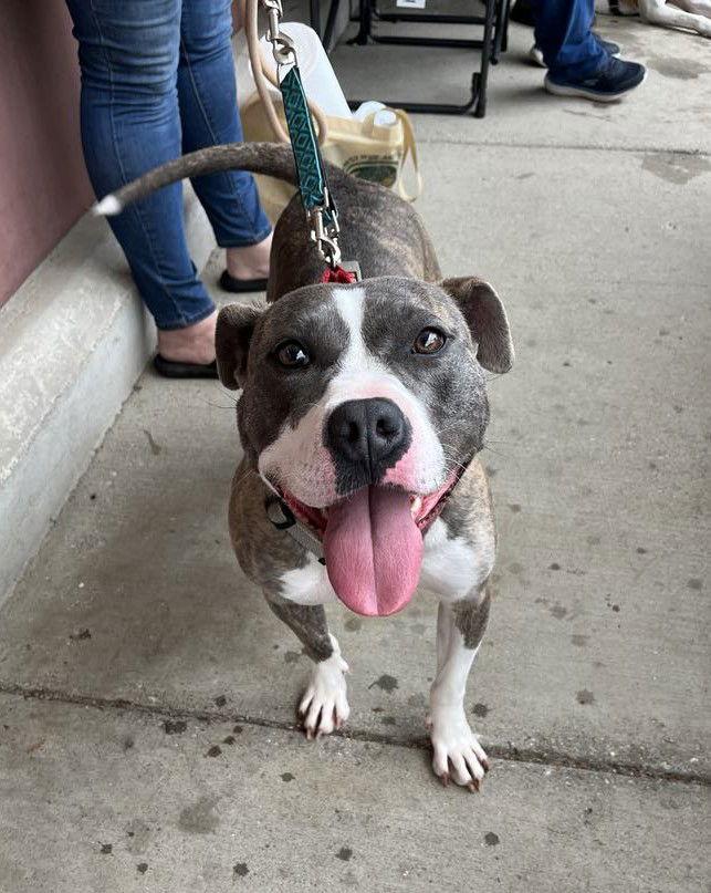 Star, Adopted, Adult Female American Staffordshire Terrier.