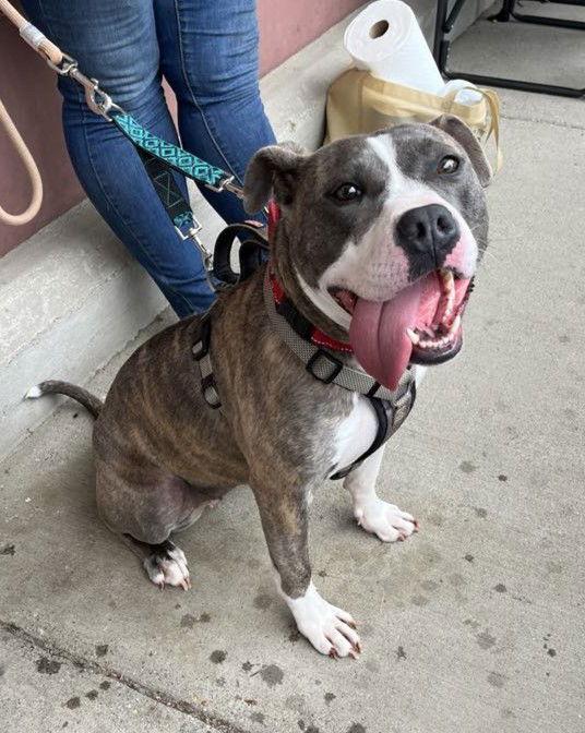 Enlarge Star, a Adopted American Staffordshire Terrier in Spotsylvania, VA image 2/3