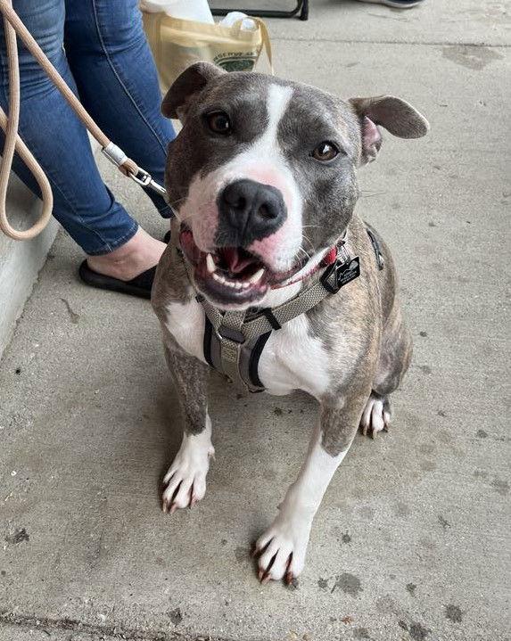 Enlarge Star, a Adopted American Staffordshire Terrier in Spotsylvania, VA image 3/3