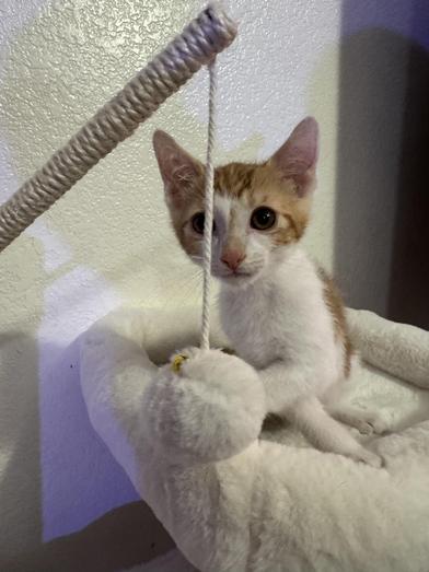 Enlarge Tony, a Adoptable Domestic Short Hair in Boise, ID image 2/6