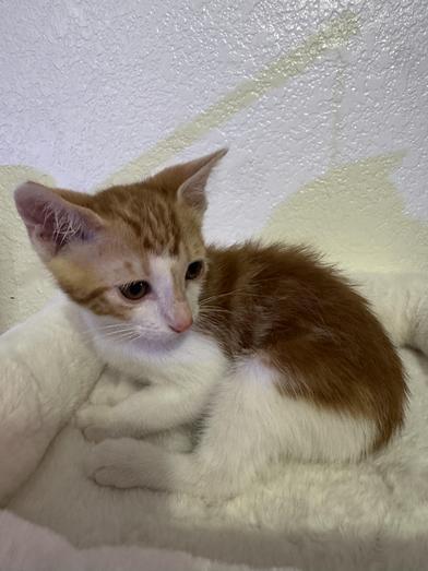 Enlarge Tony, a Adoptable Domestic Short Hair in Boise, ID image 5/6